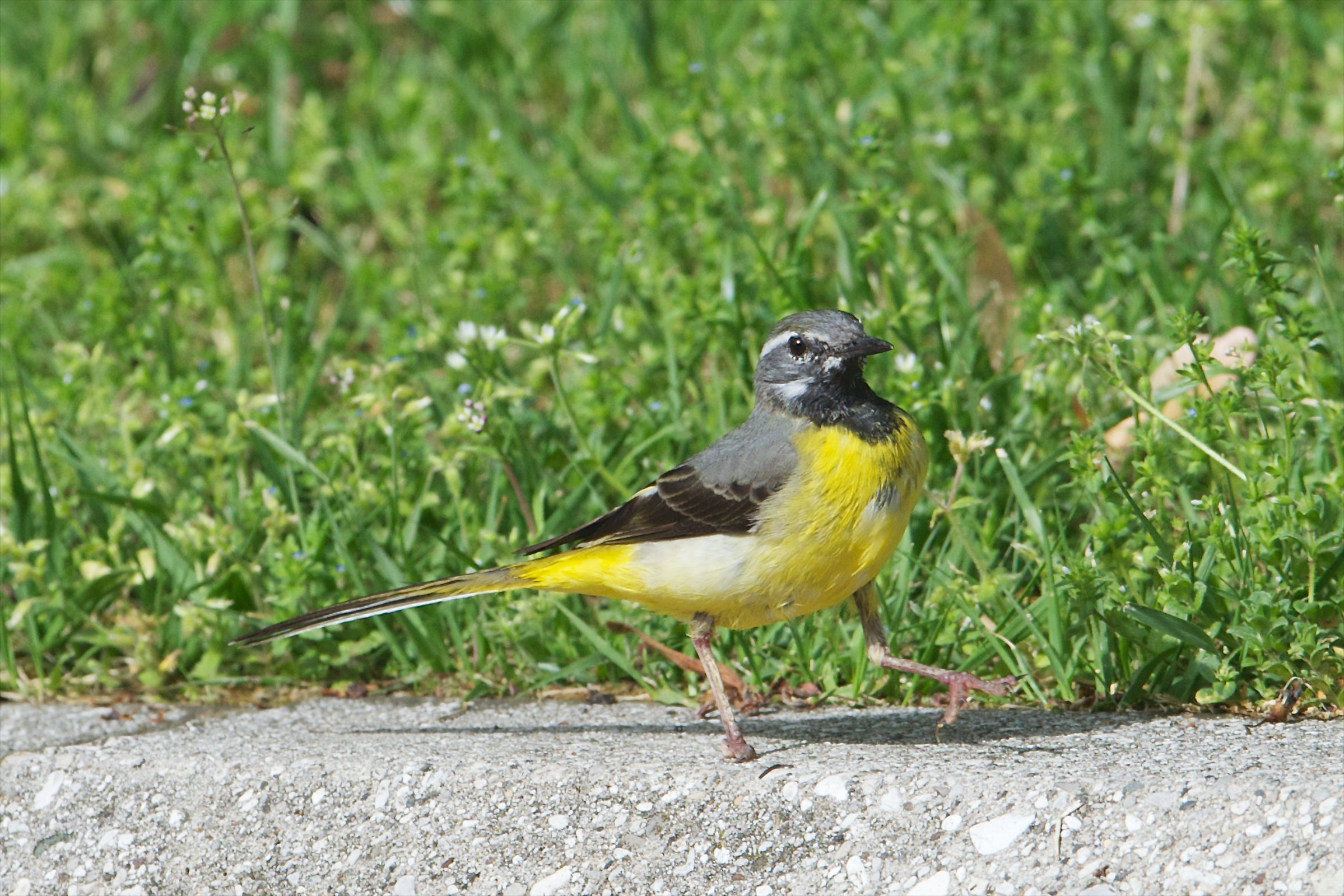 Grey Wagtail walking