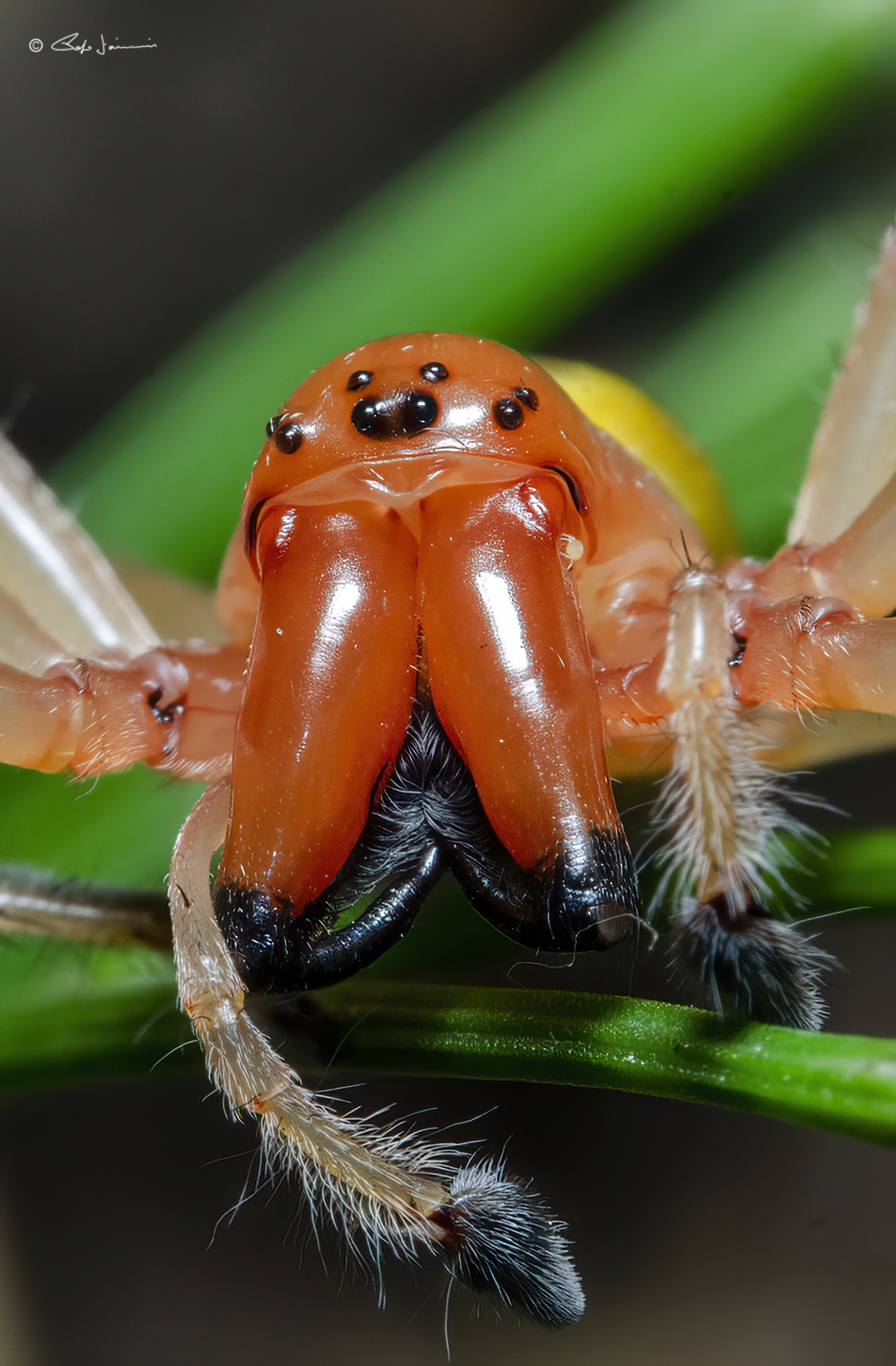 Cheiracanthium punctorium, (maschio)