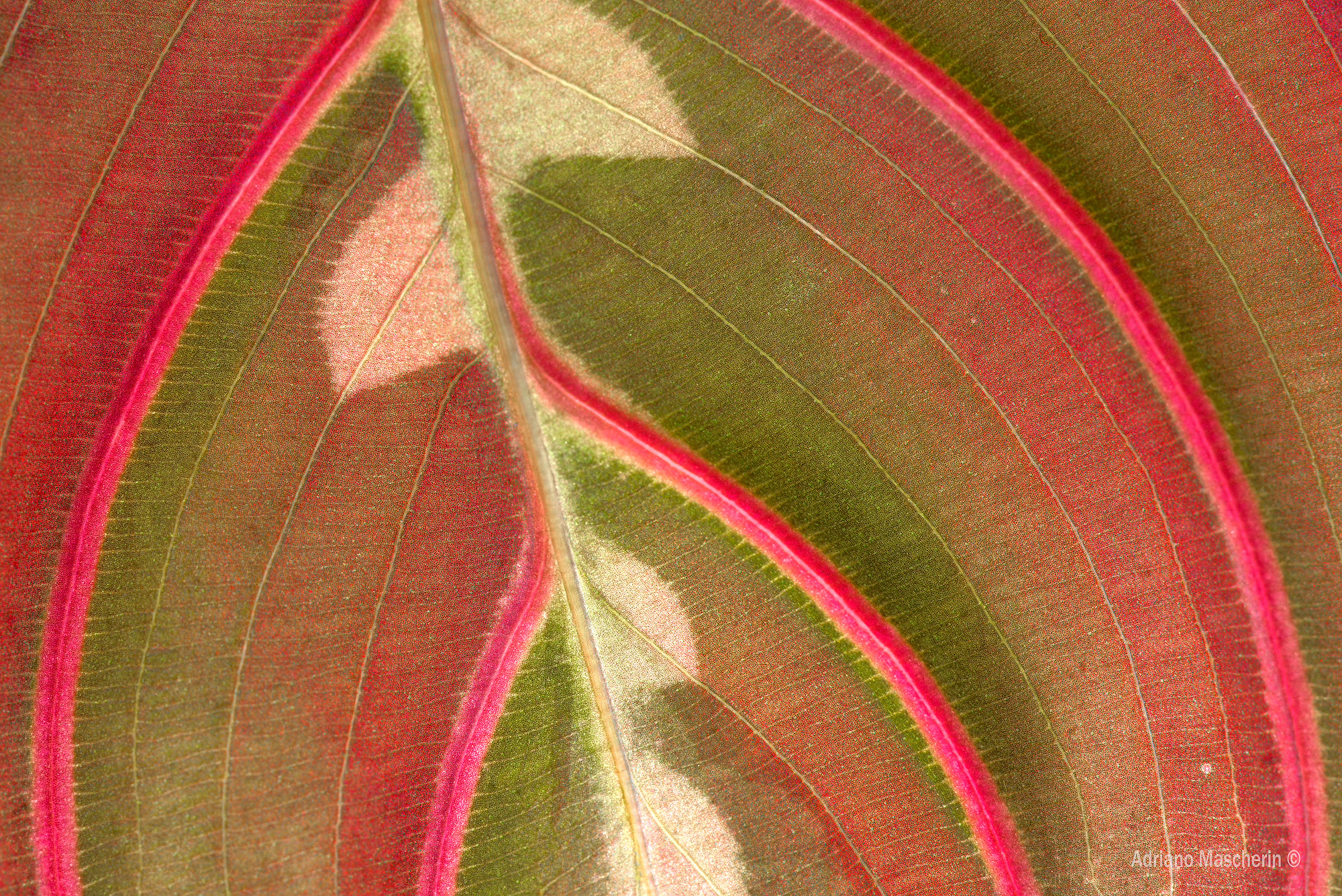 Foglia di Maranta Erythroneura