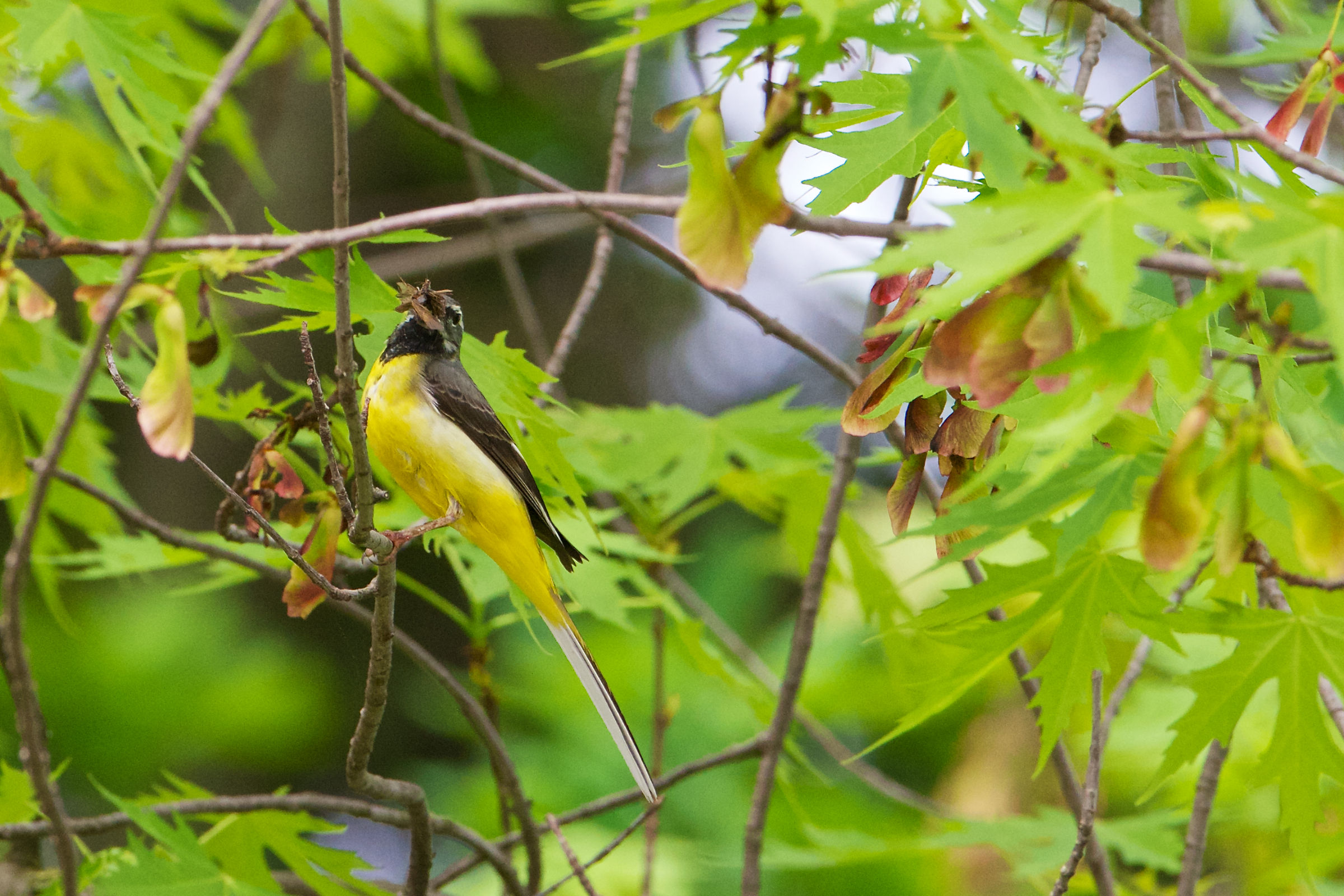 Grey Wagtail with hunting