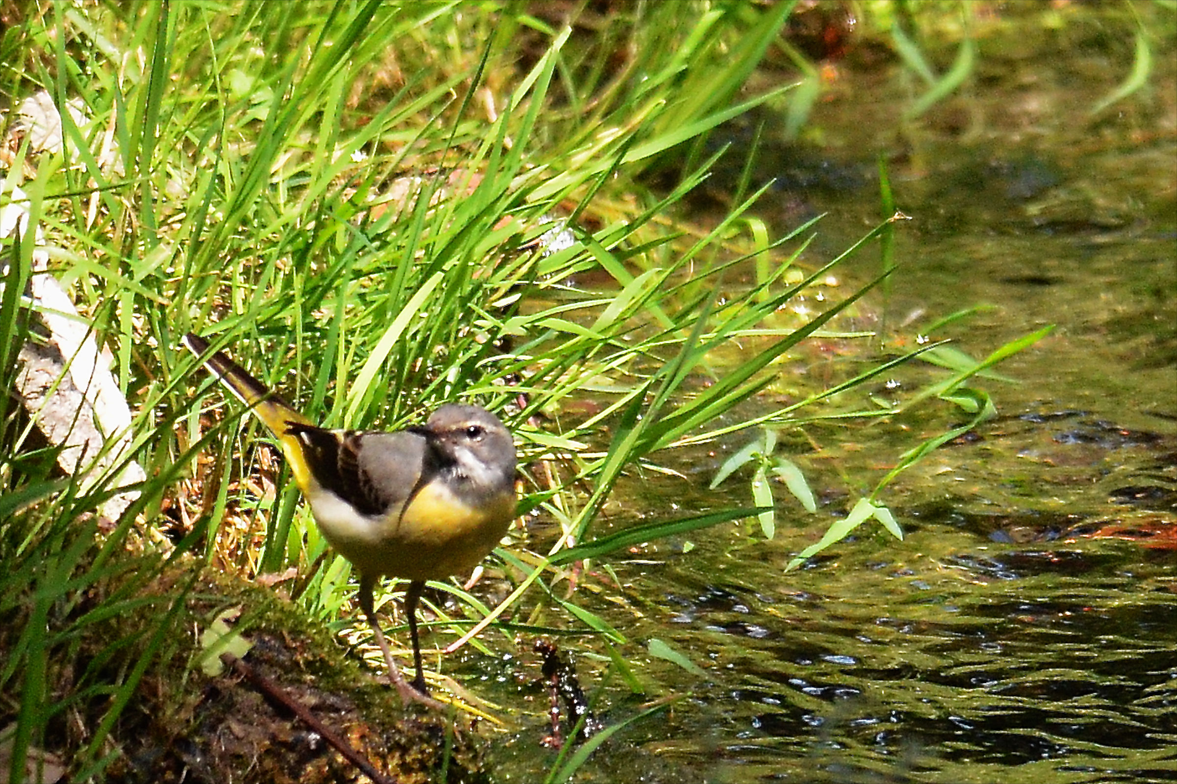 Grey Wagtail and water