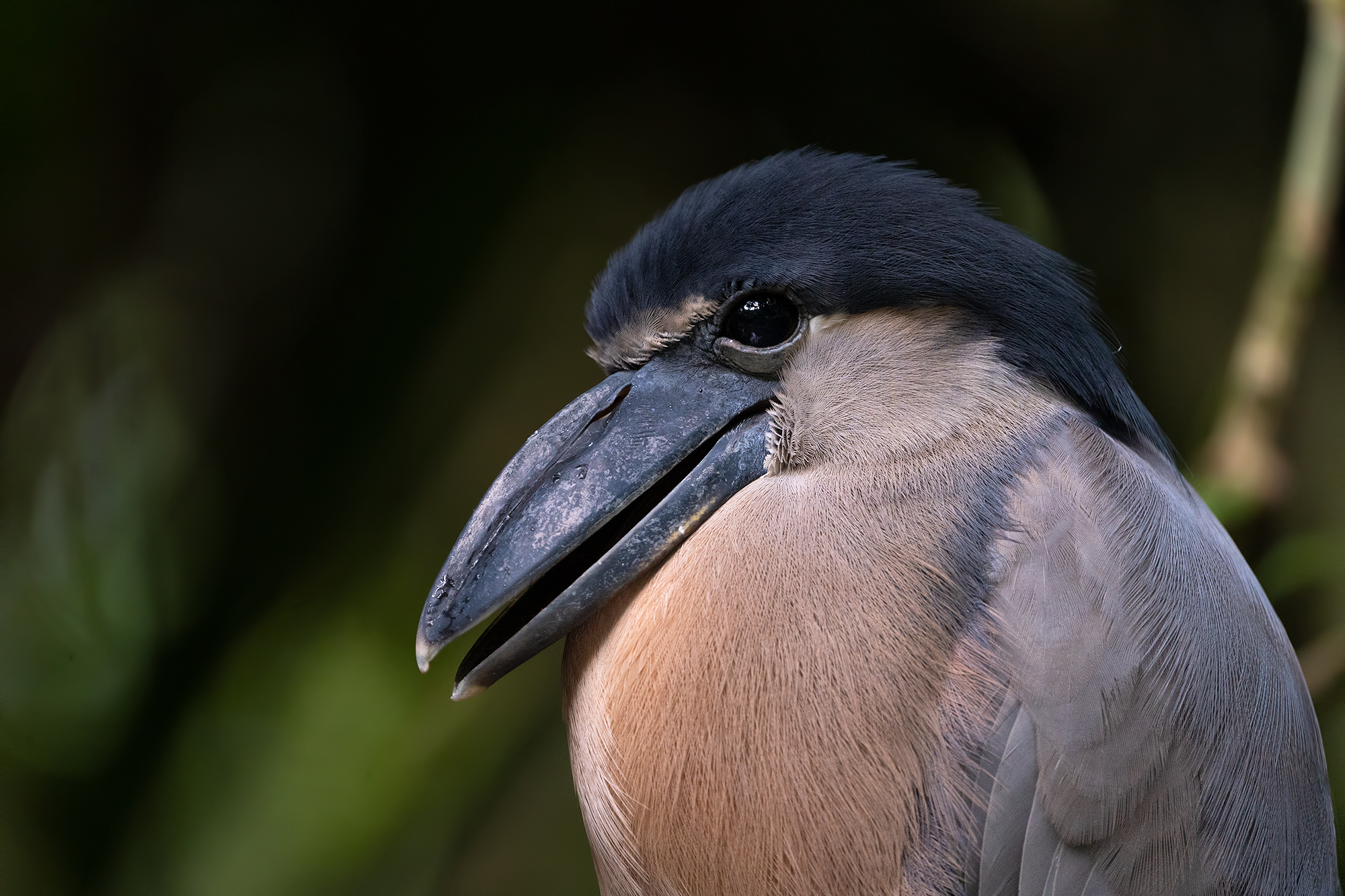 Boat-billed Heron (Cochlearius cochlearius)