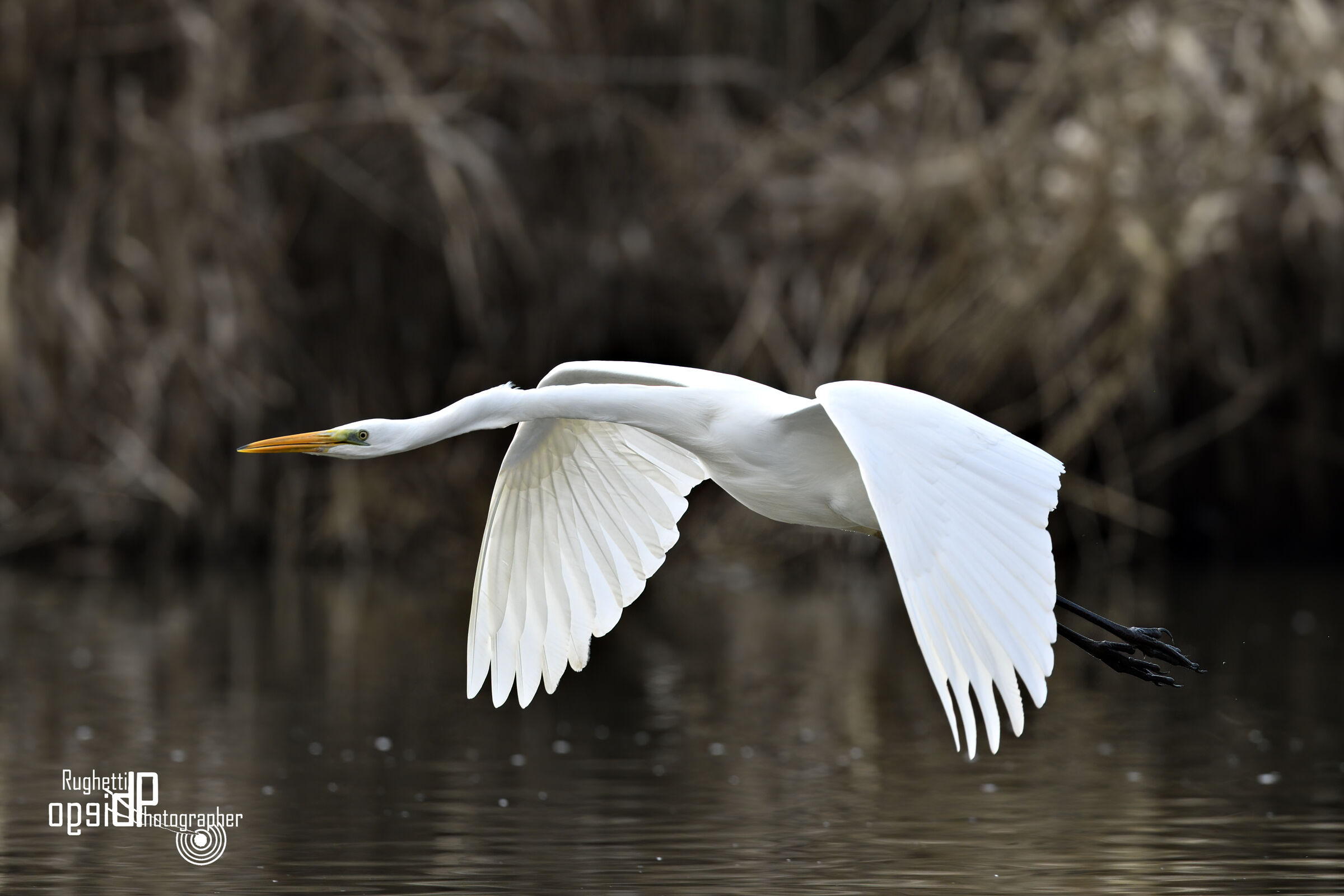 Great white heron