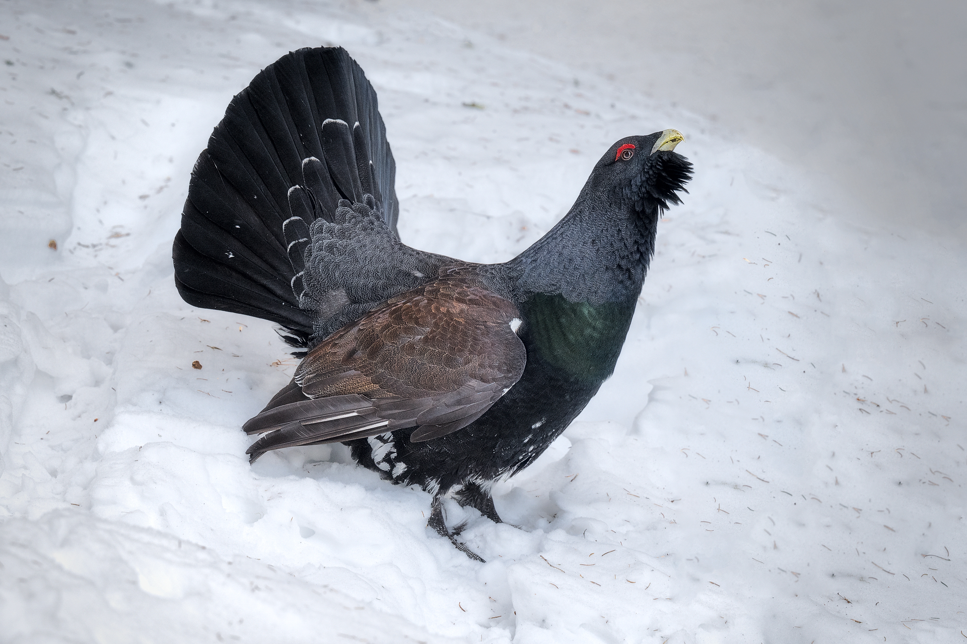 Majestic capercaillie, wedges among the forest all be