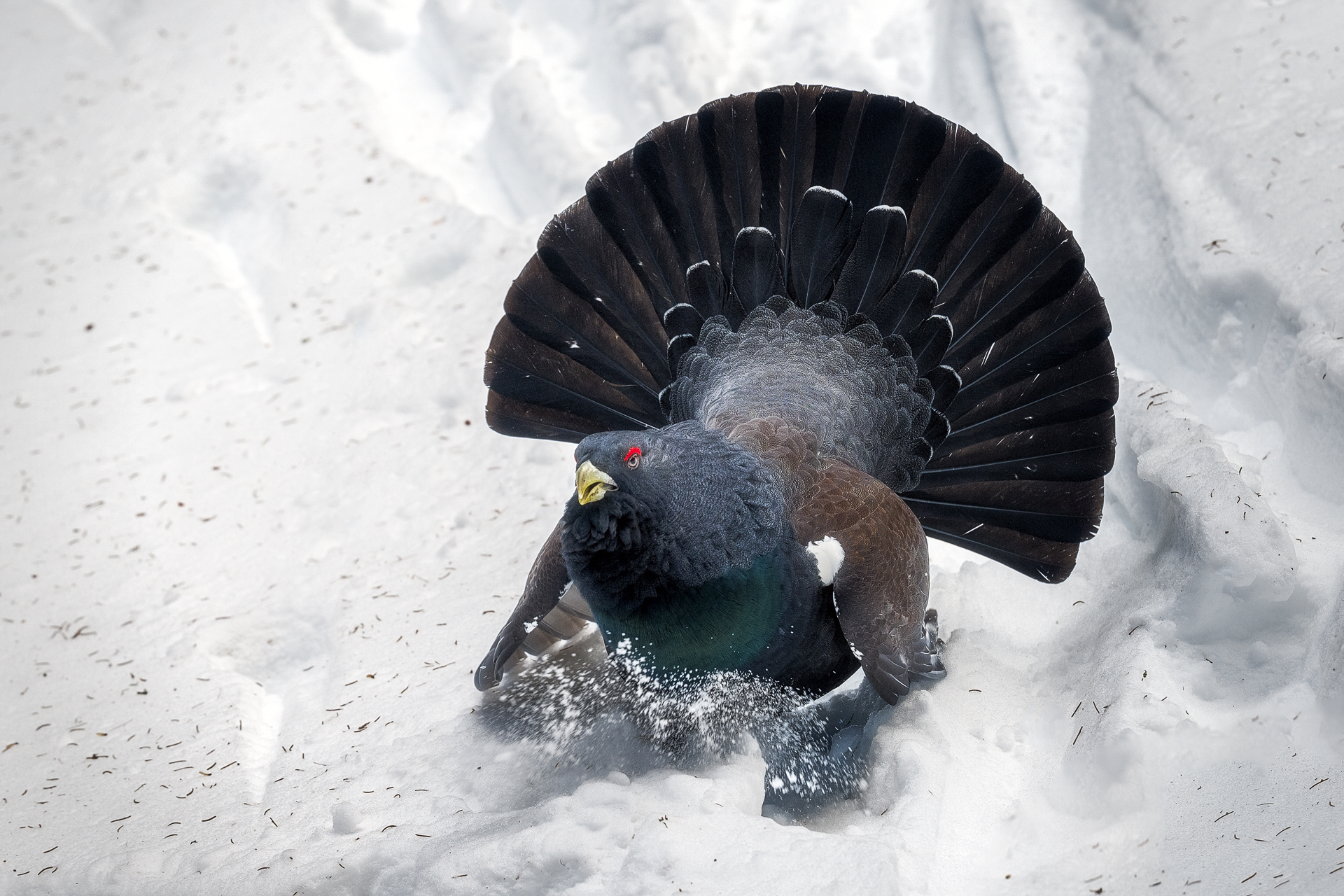 Majestic capercaillie, wedges among the forest all be