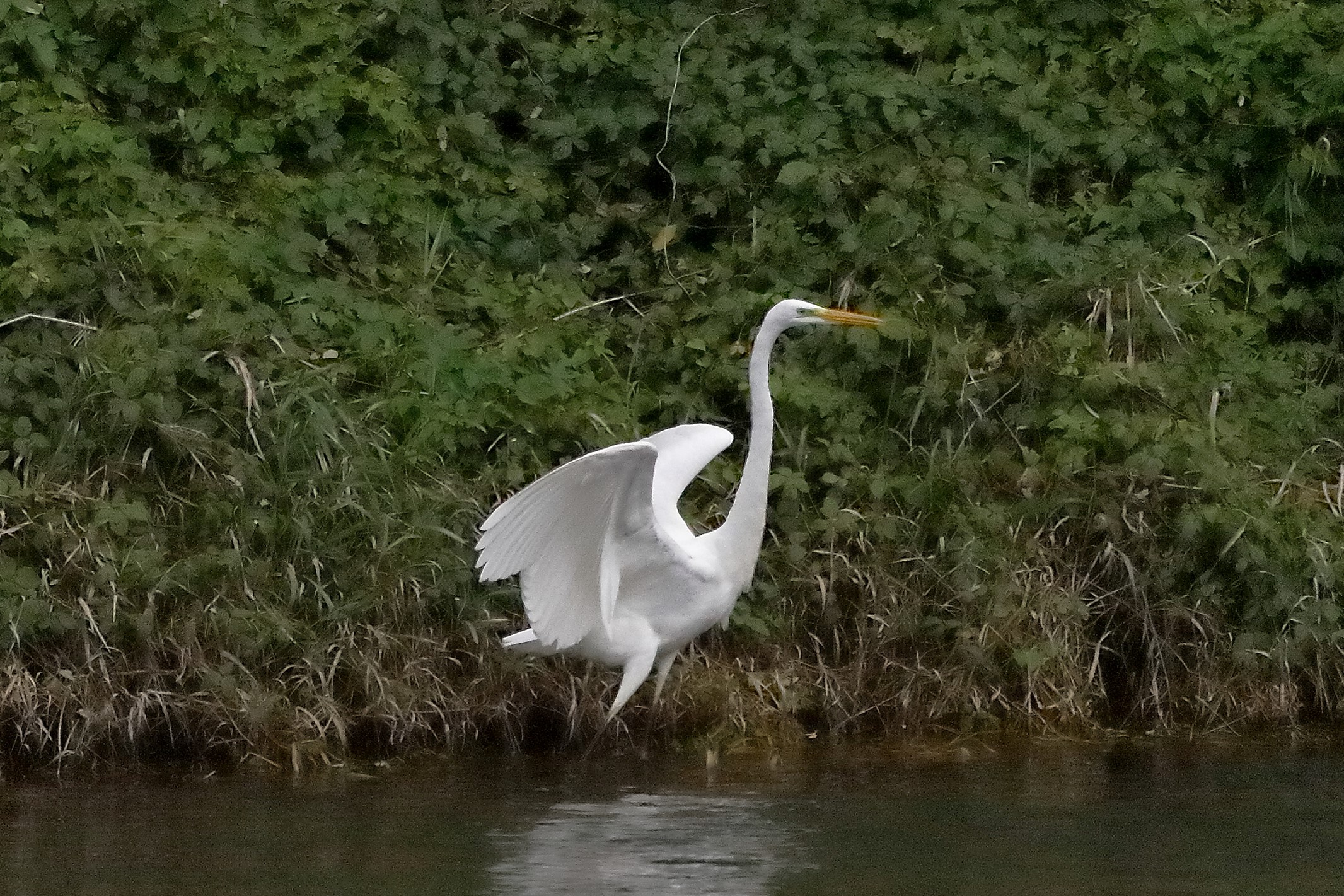 airone BM 12 novembre 2022