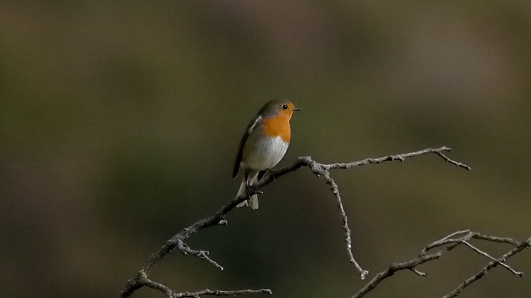 Pettirosso 11 novembre 2022