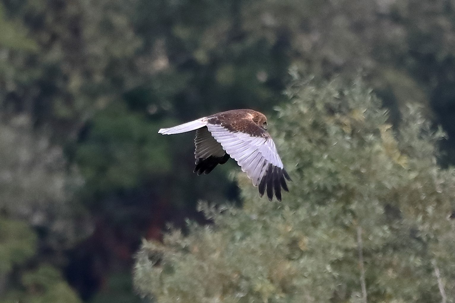 Falco di palude 12-10-2022