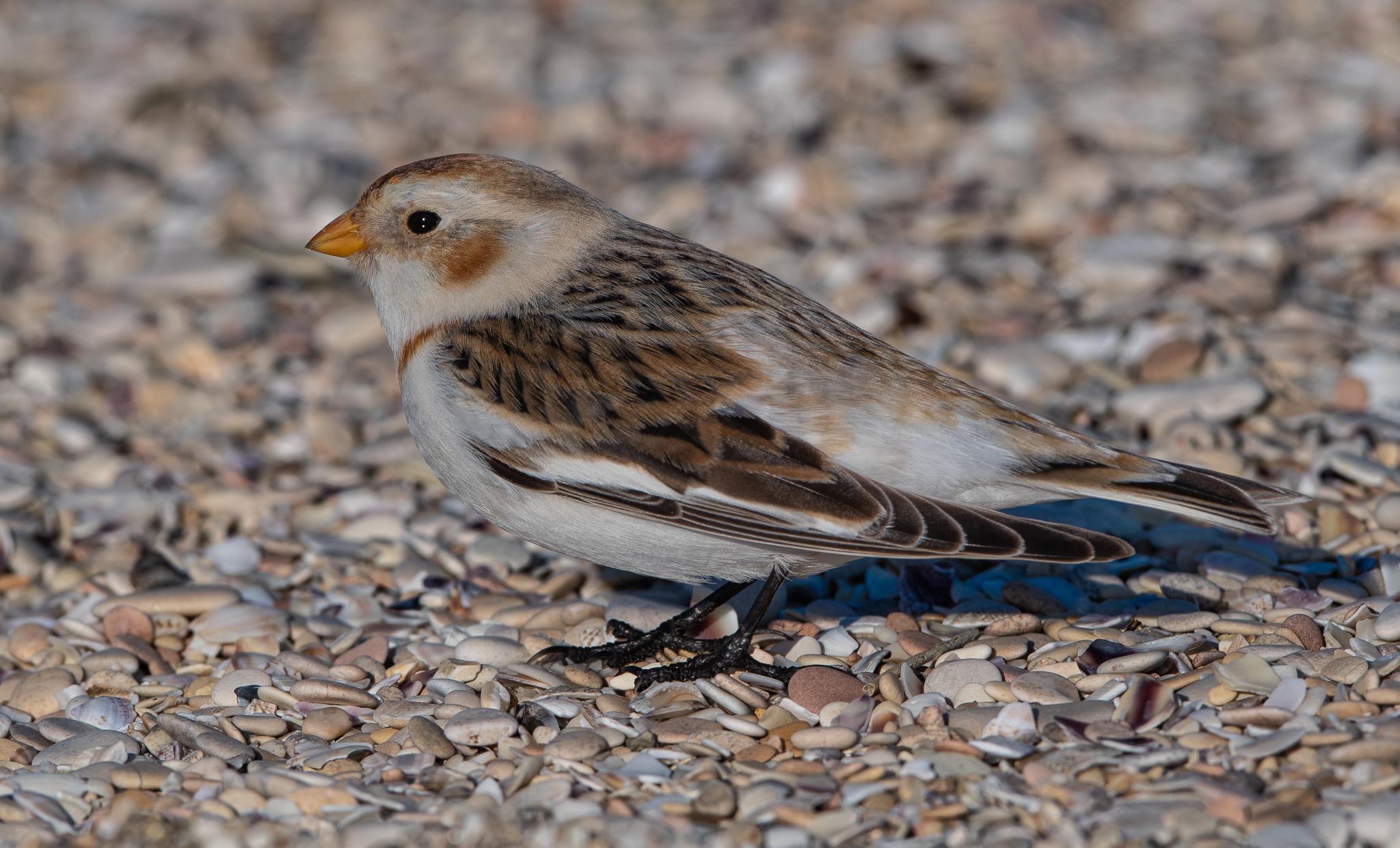 Zigolo delle nevi al mare