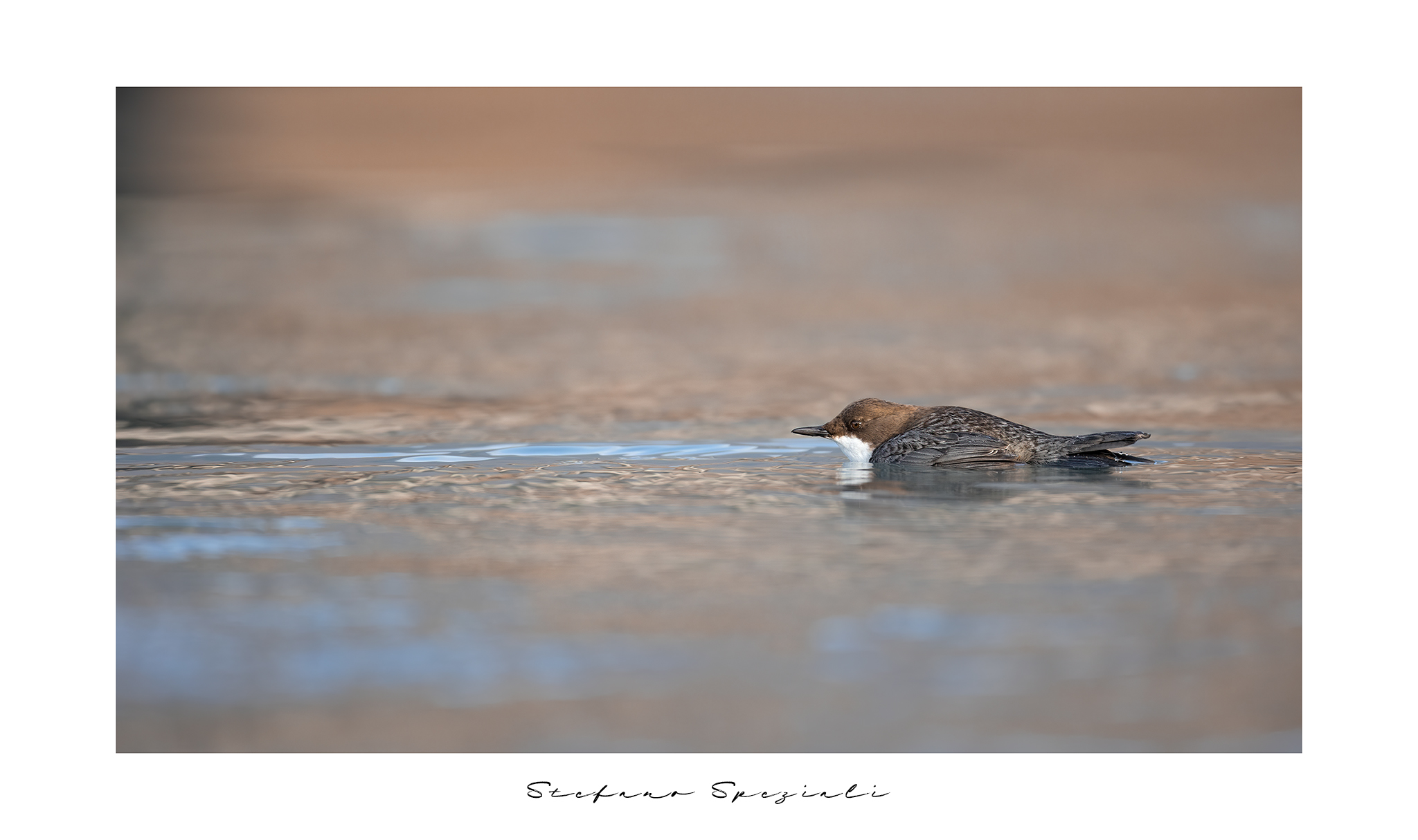 Dipper - Cinclus cinclus