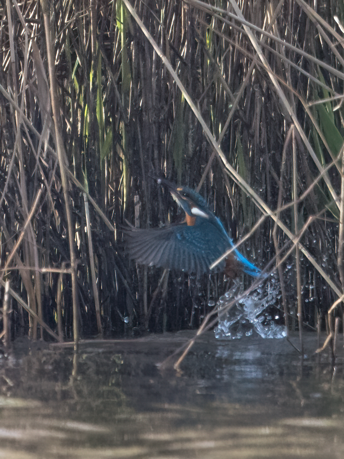 Kingfisher