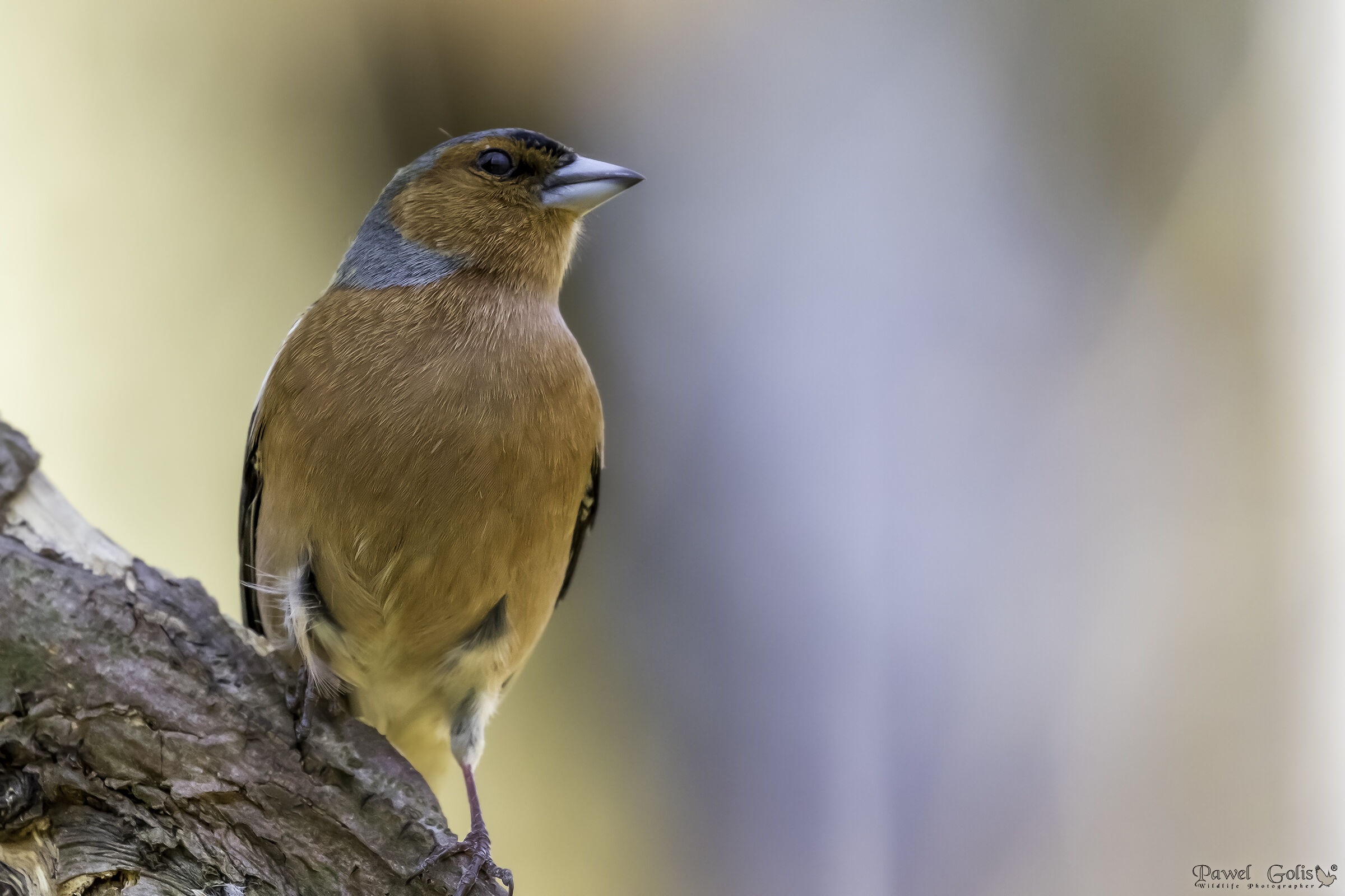 Fringuello comune (Fringilla coelebs)