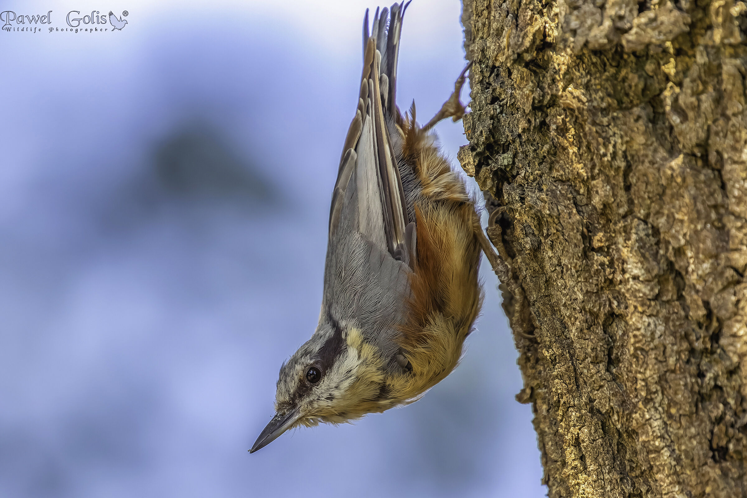 Picchio muratore (Sitta europaea)