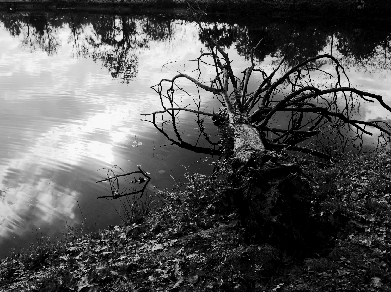 in the lake