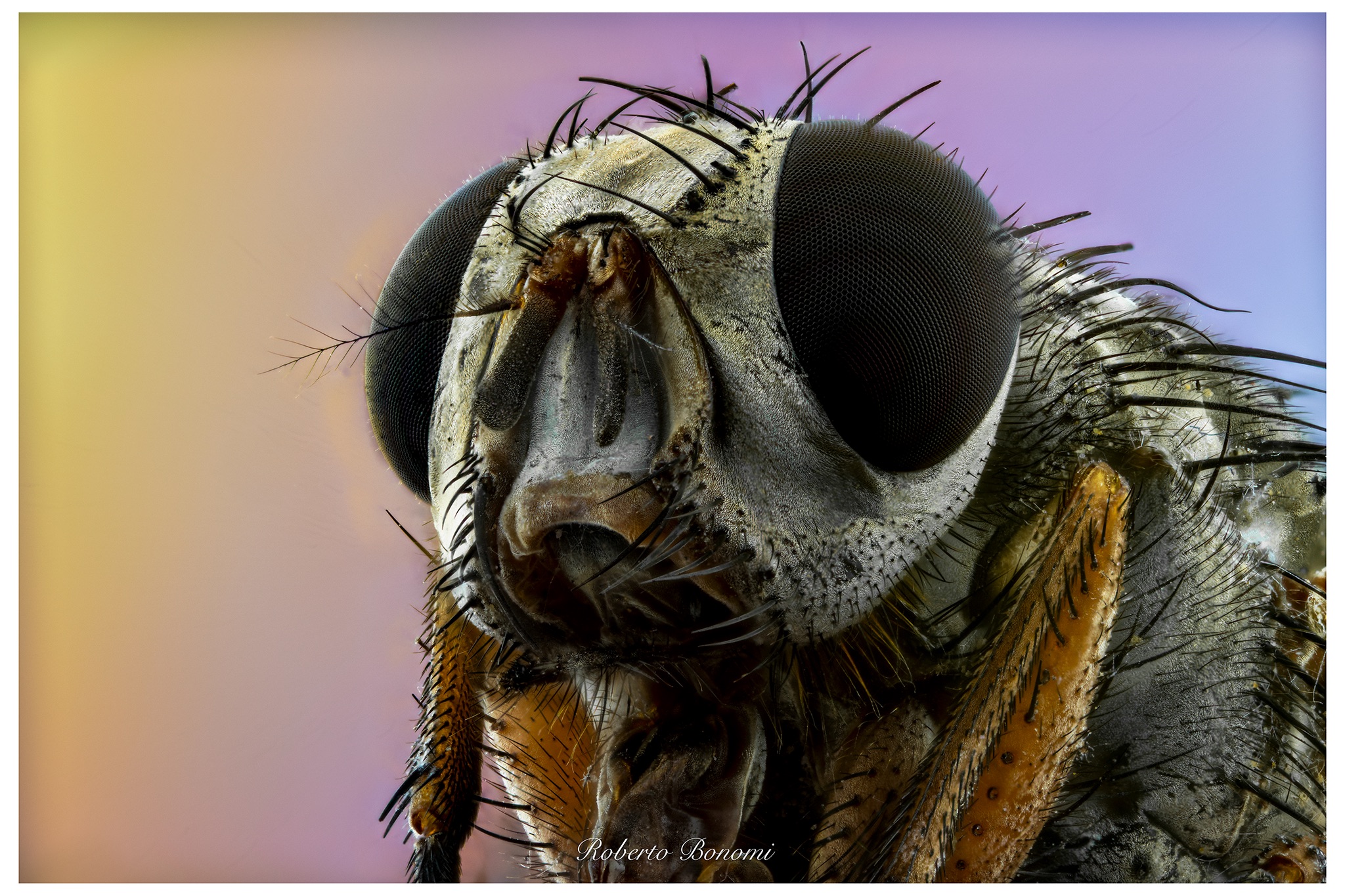 Mosca