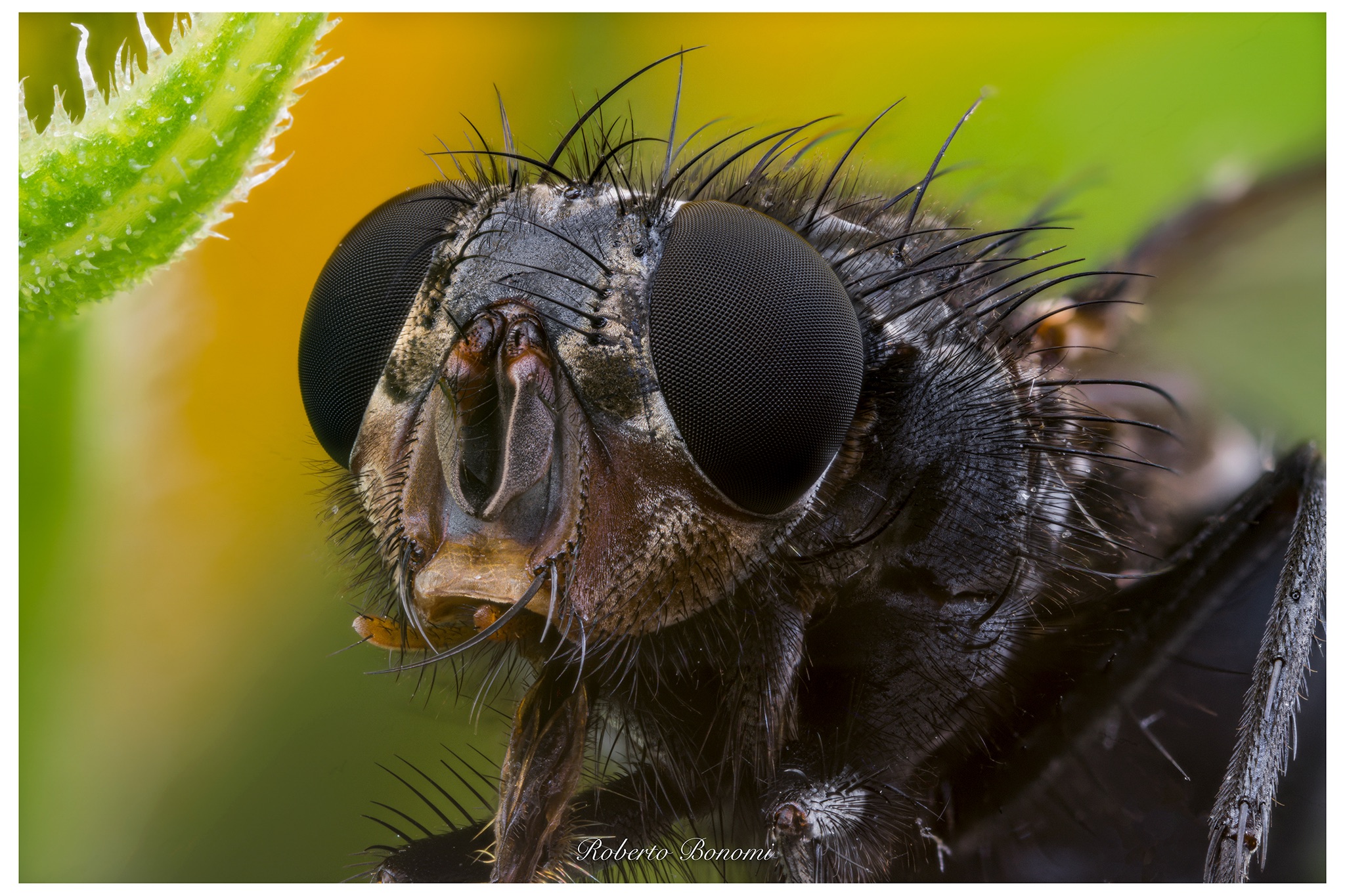Mosca