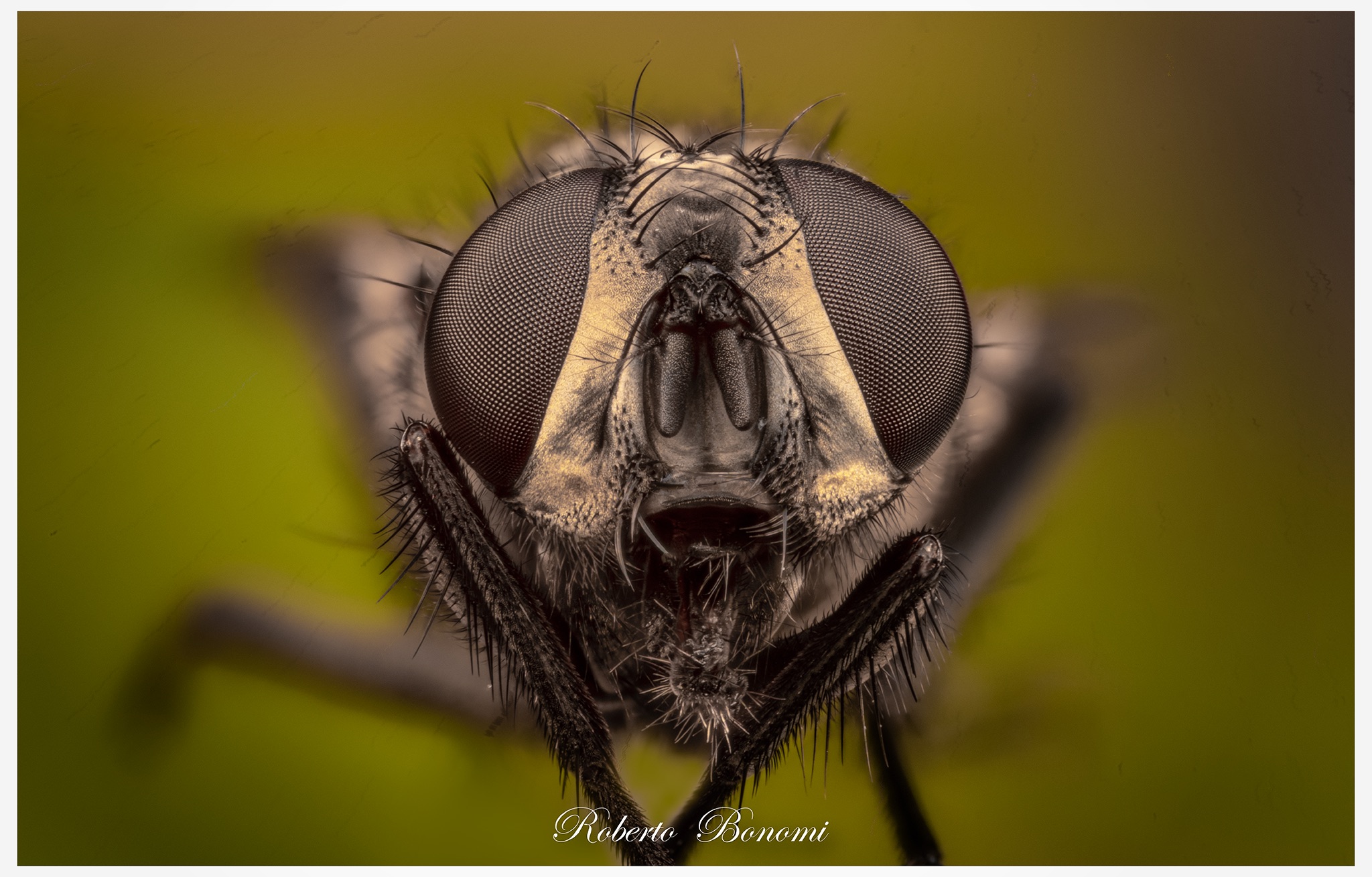 Mosca