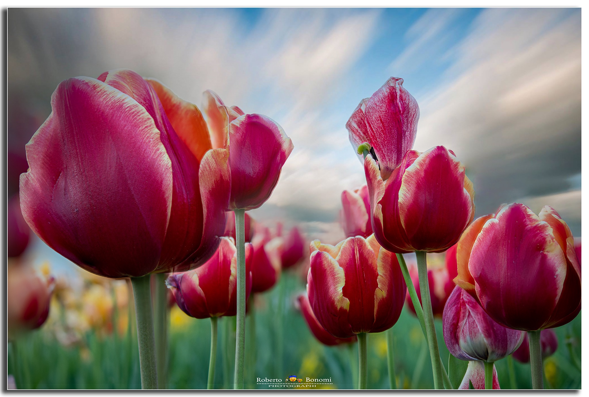 Tulipani