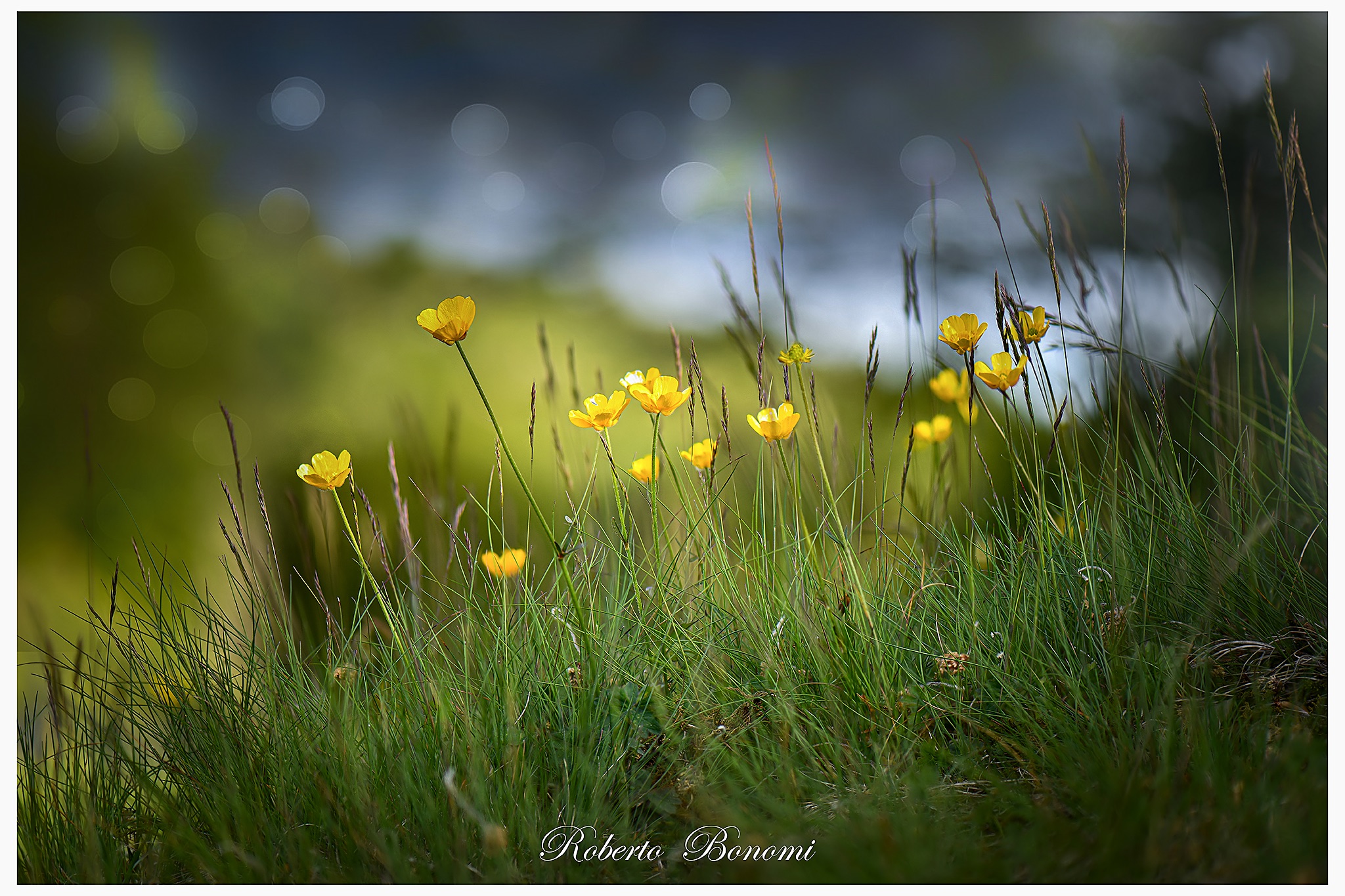 Fiori da prato