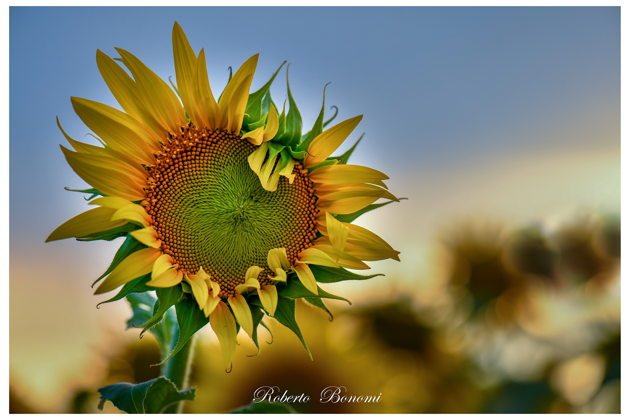 Girasole