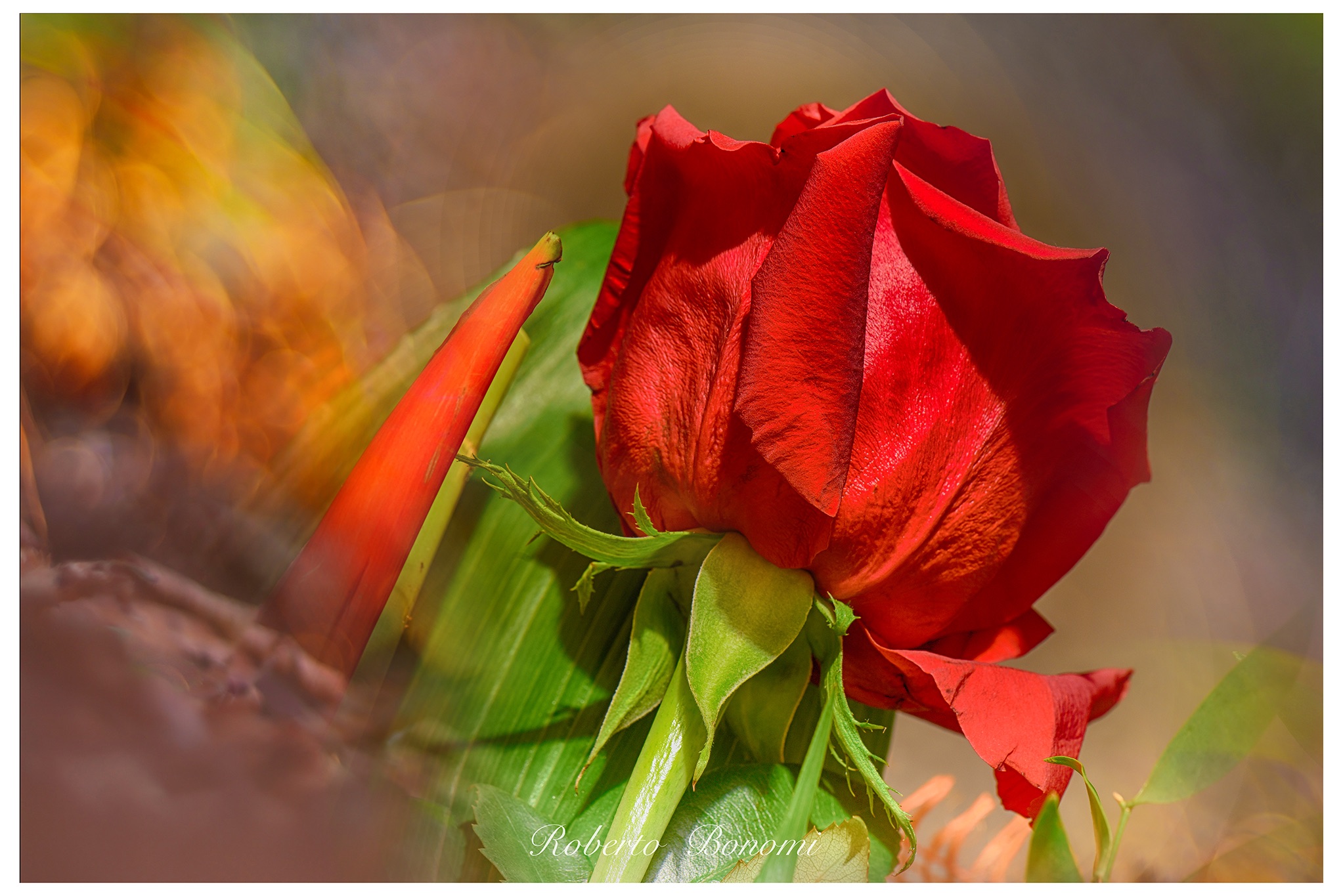 Rosa