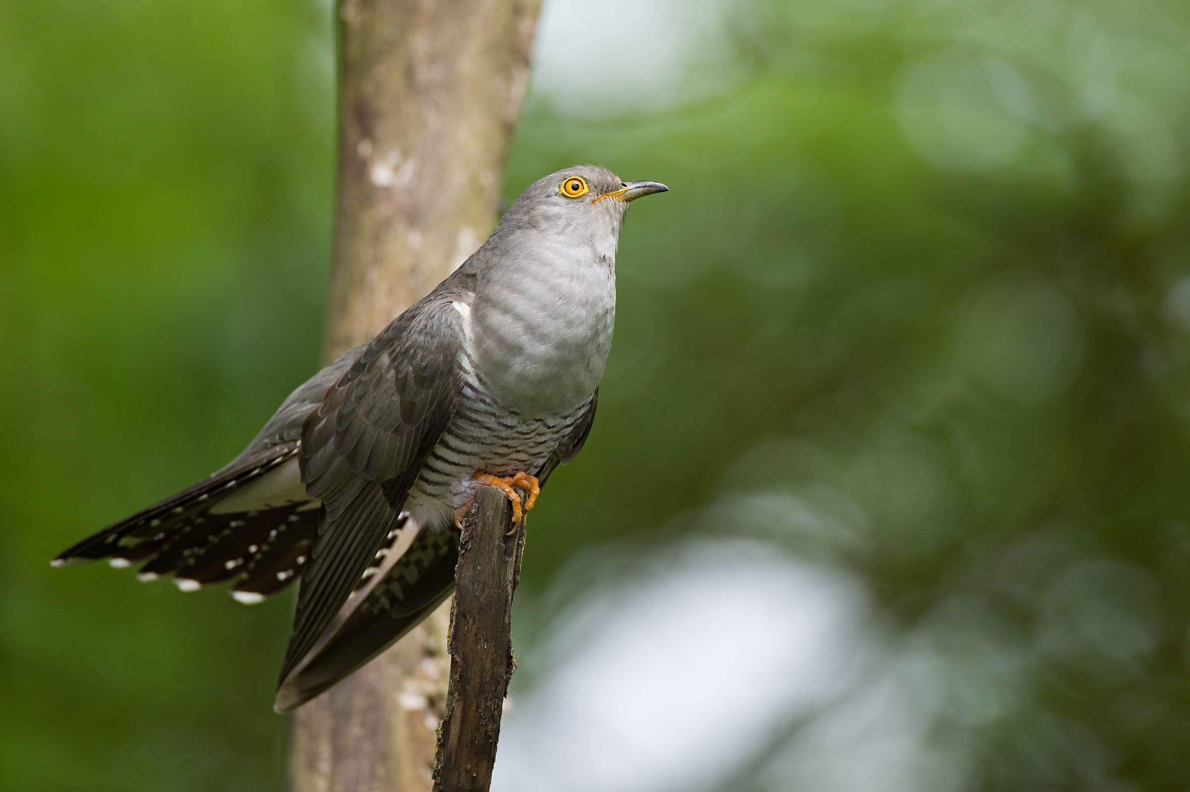 Cuckoo