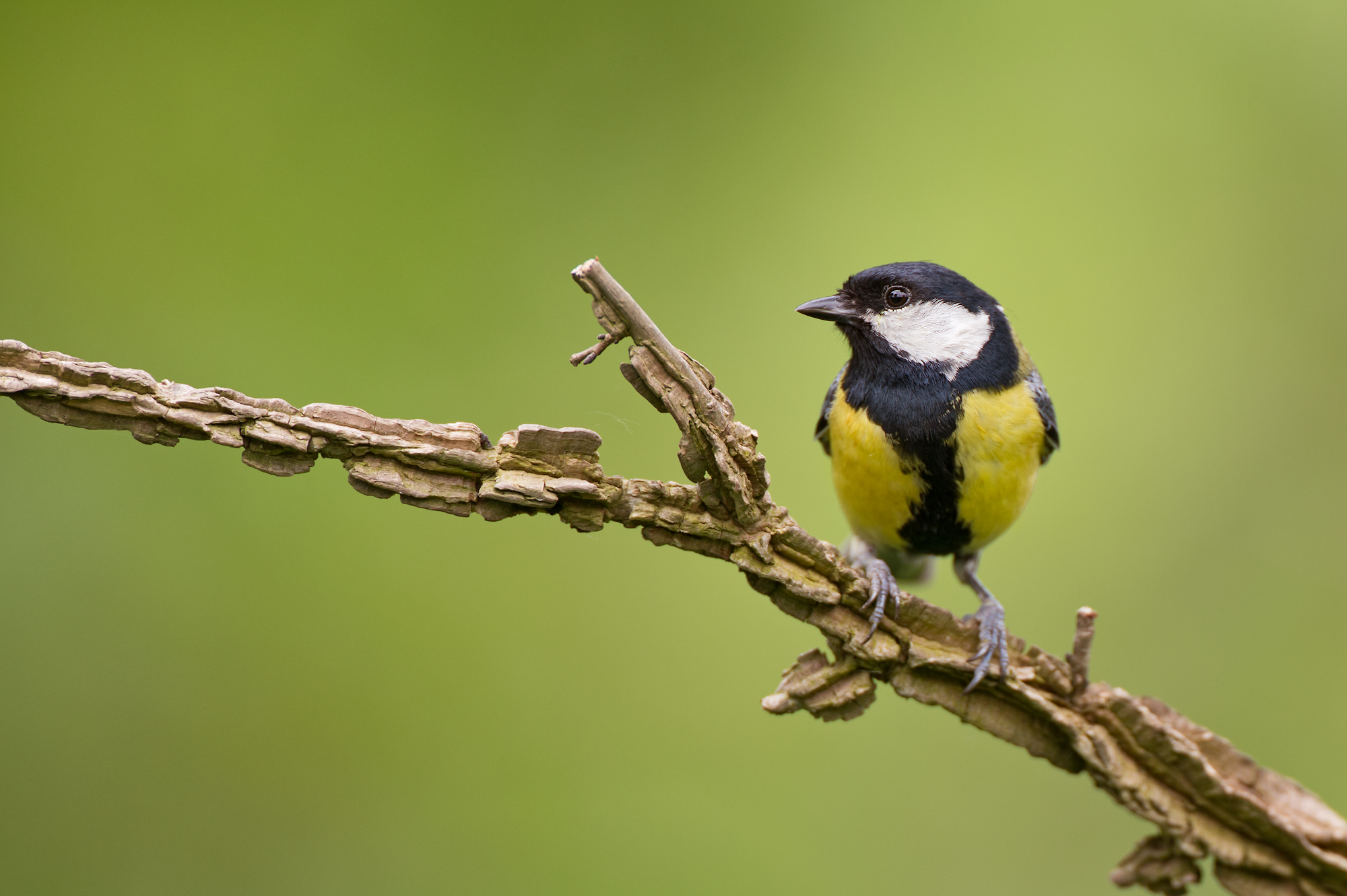 Great Tit