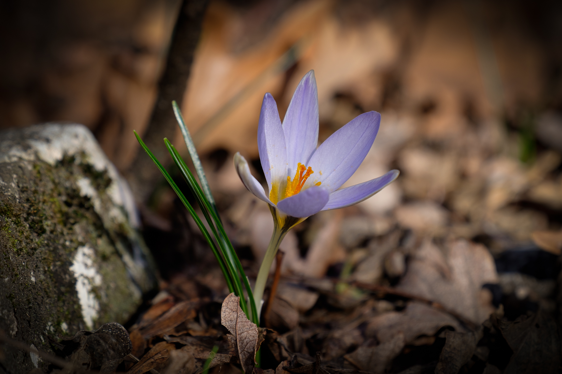 Crocus precoce...