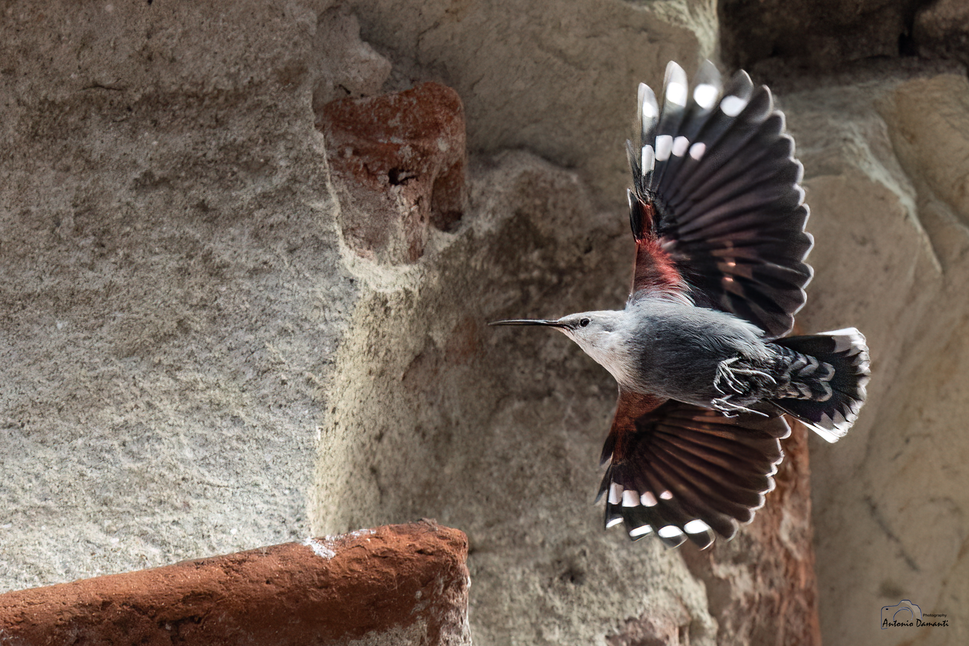 The flight of the Wallcreeper