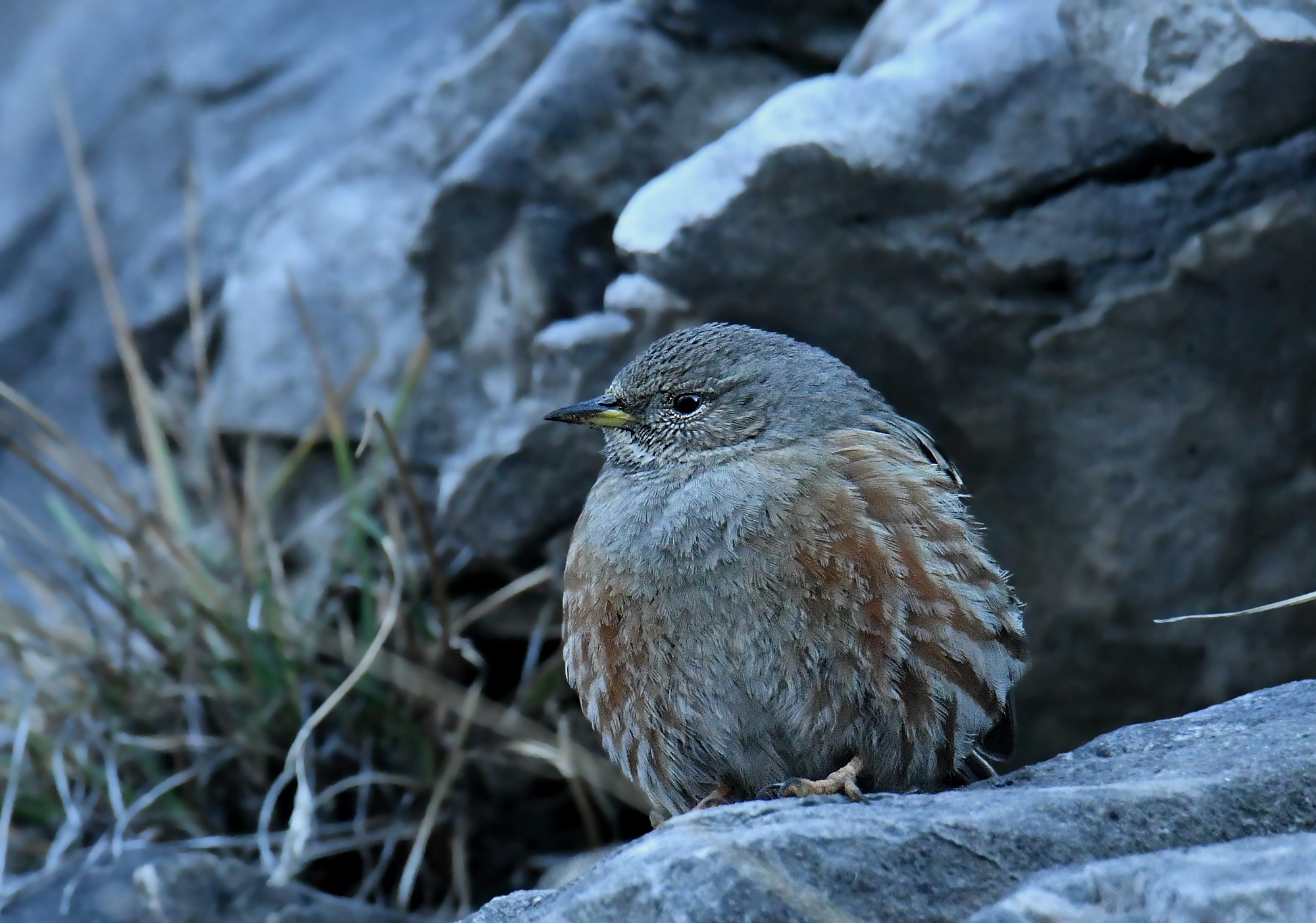 ALPINE ACCENTOR