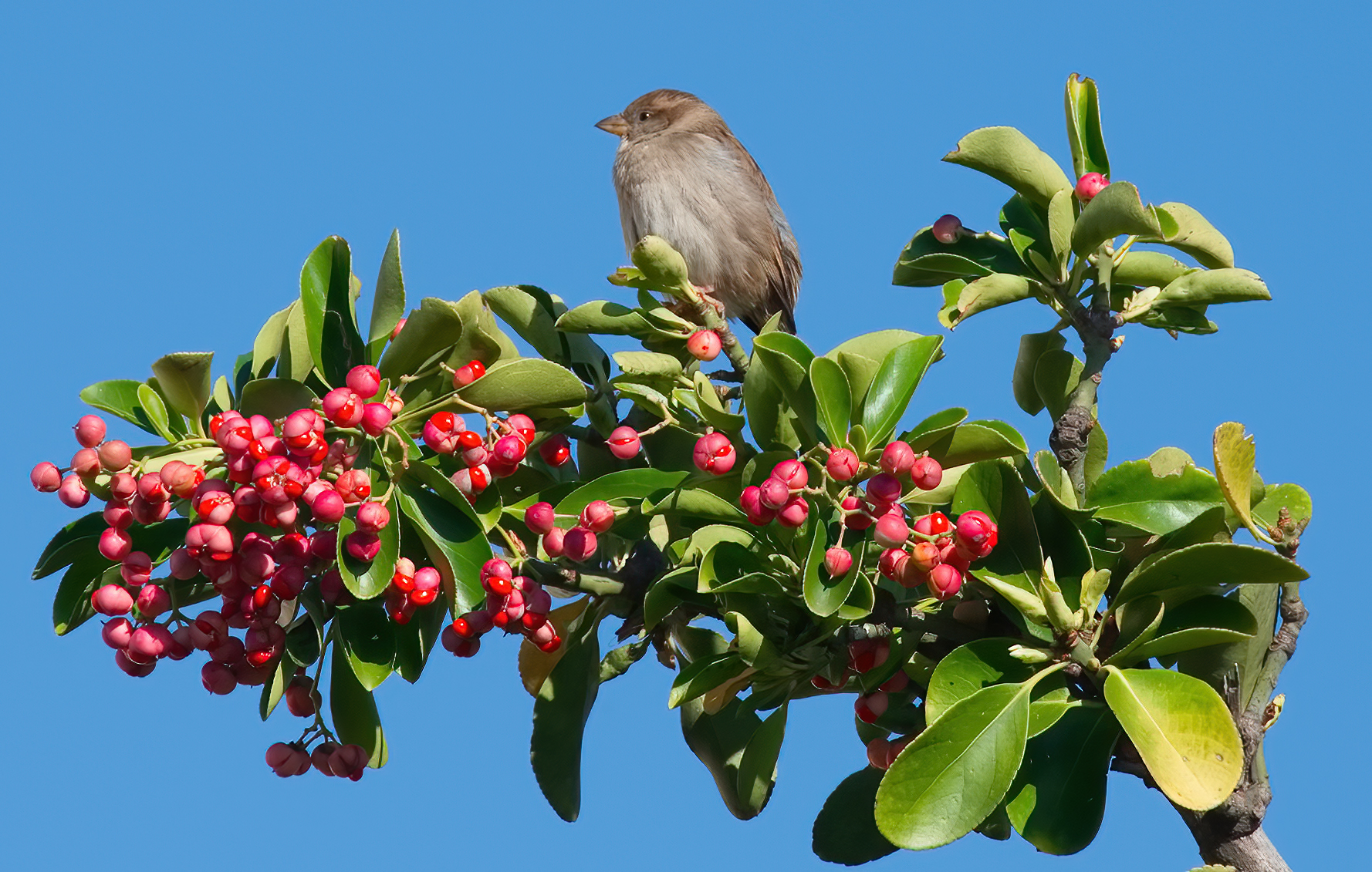Il Passerotto e le Bacche Rosse