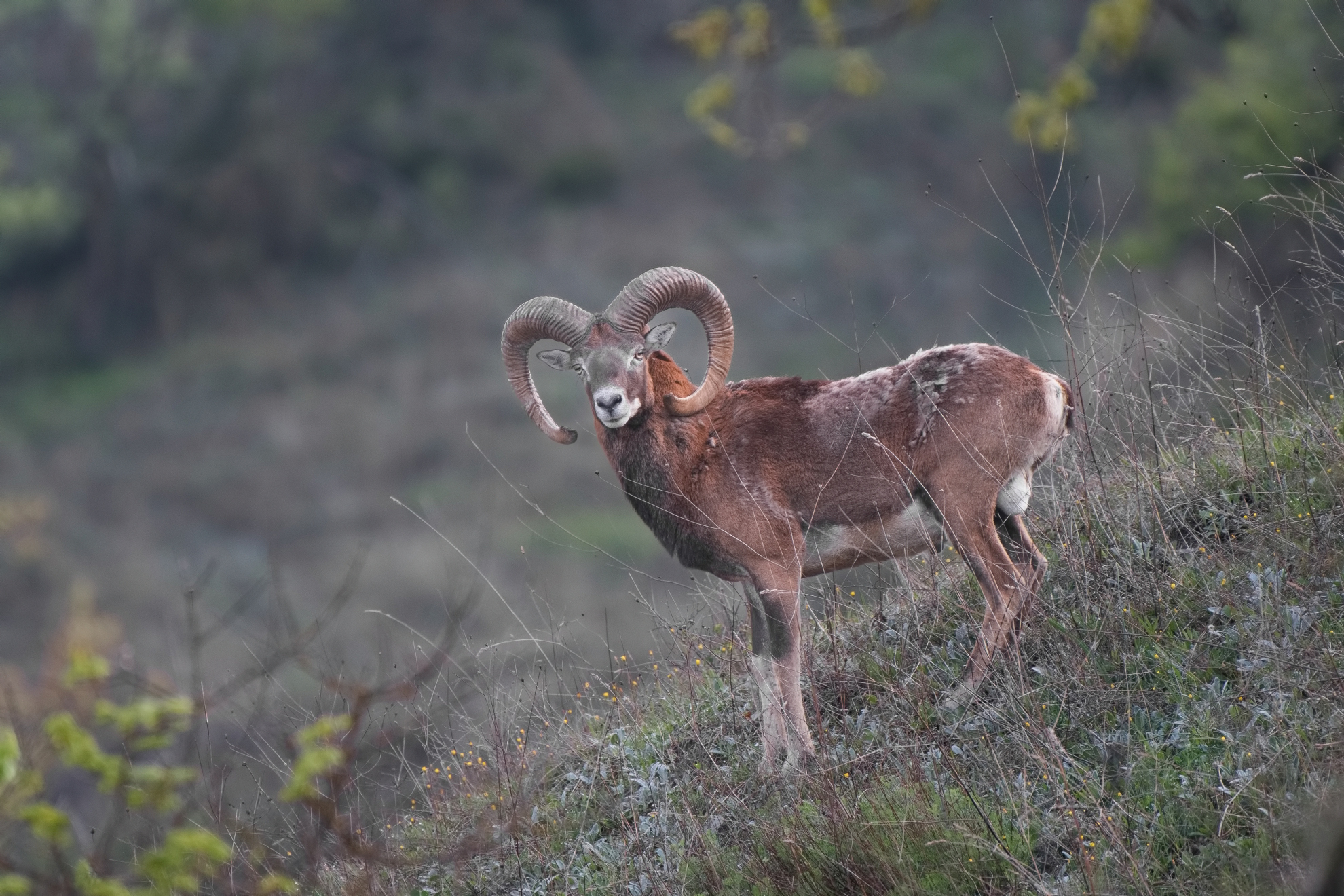 Mouflon