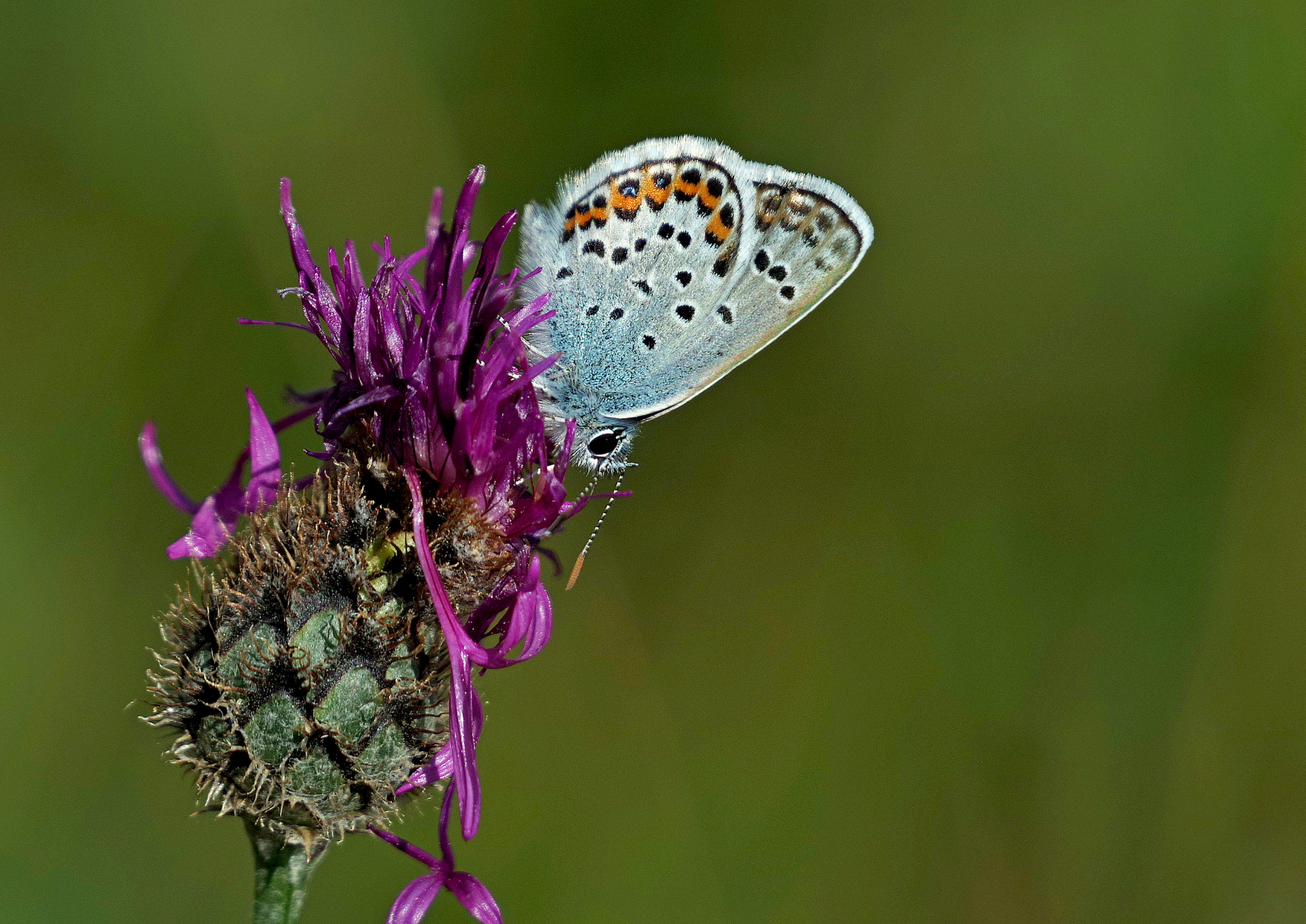Common Blue