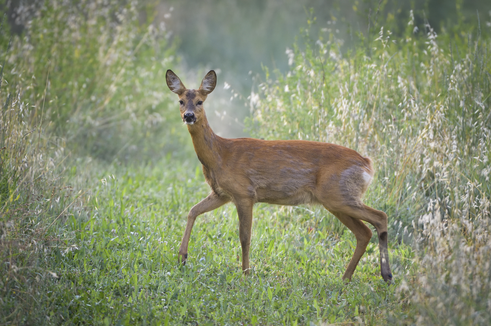 Roe deer