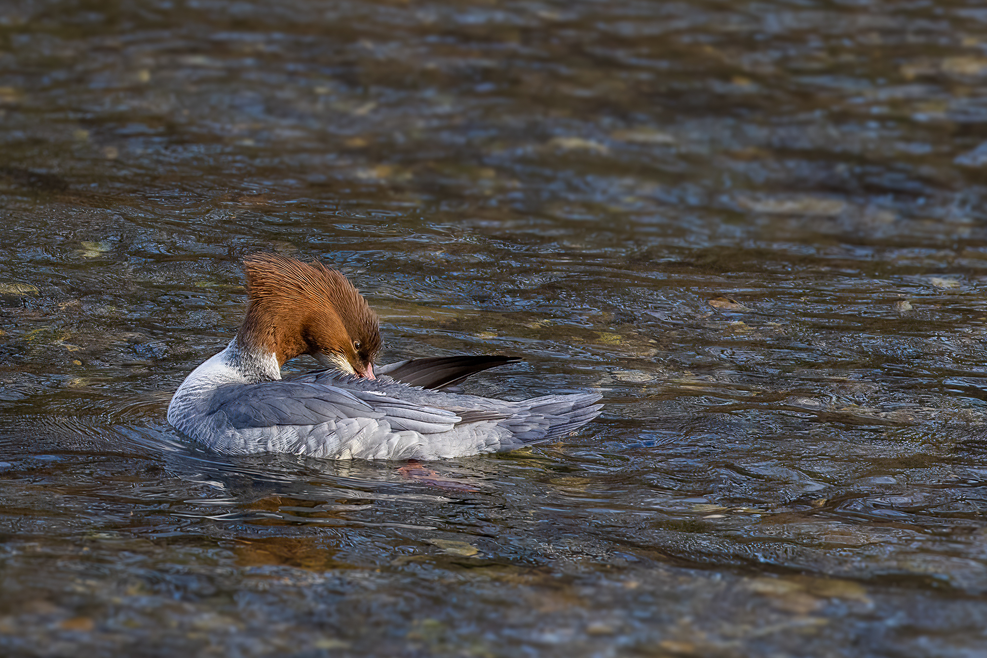 Smergo maggiore femmina