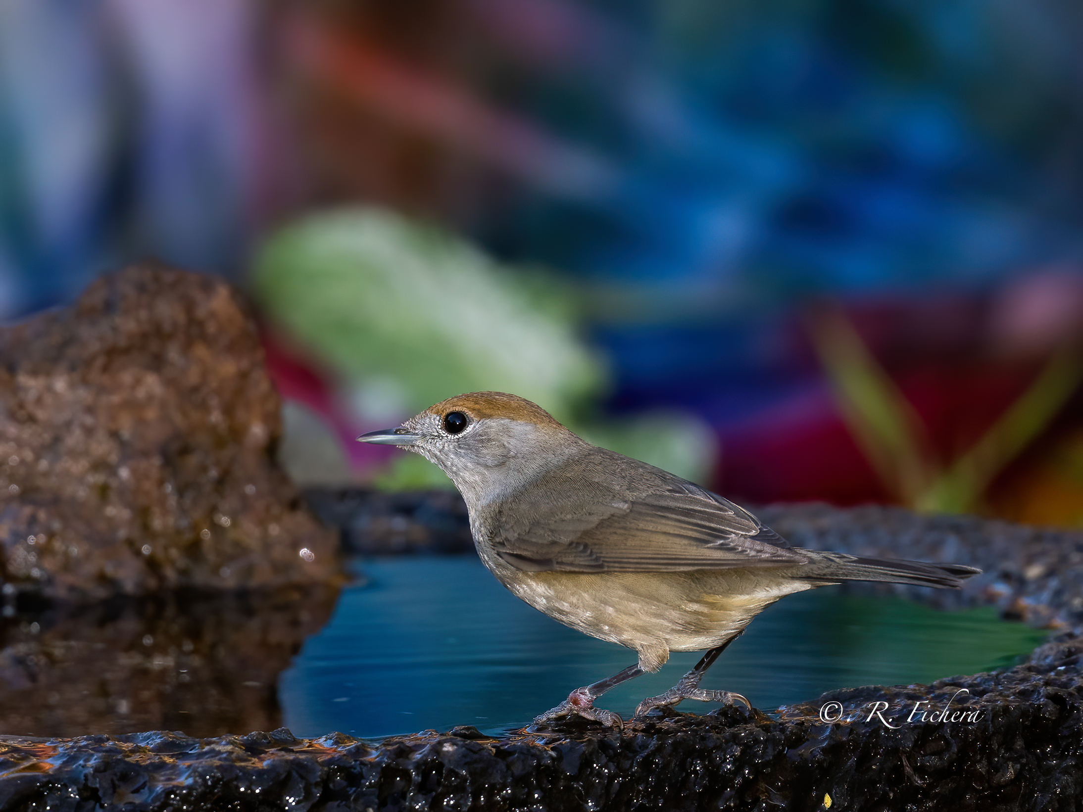 Capinera  -  Sylvia atricapilla