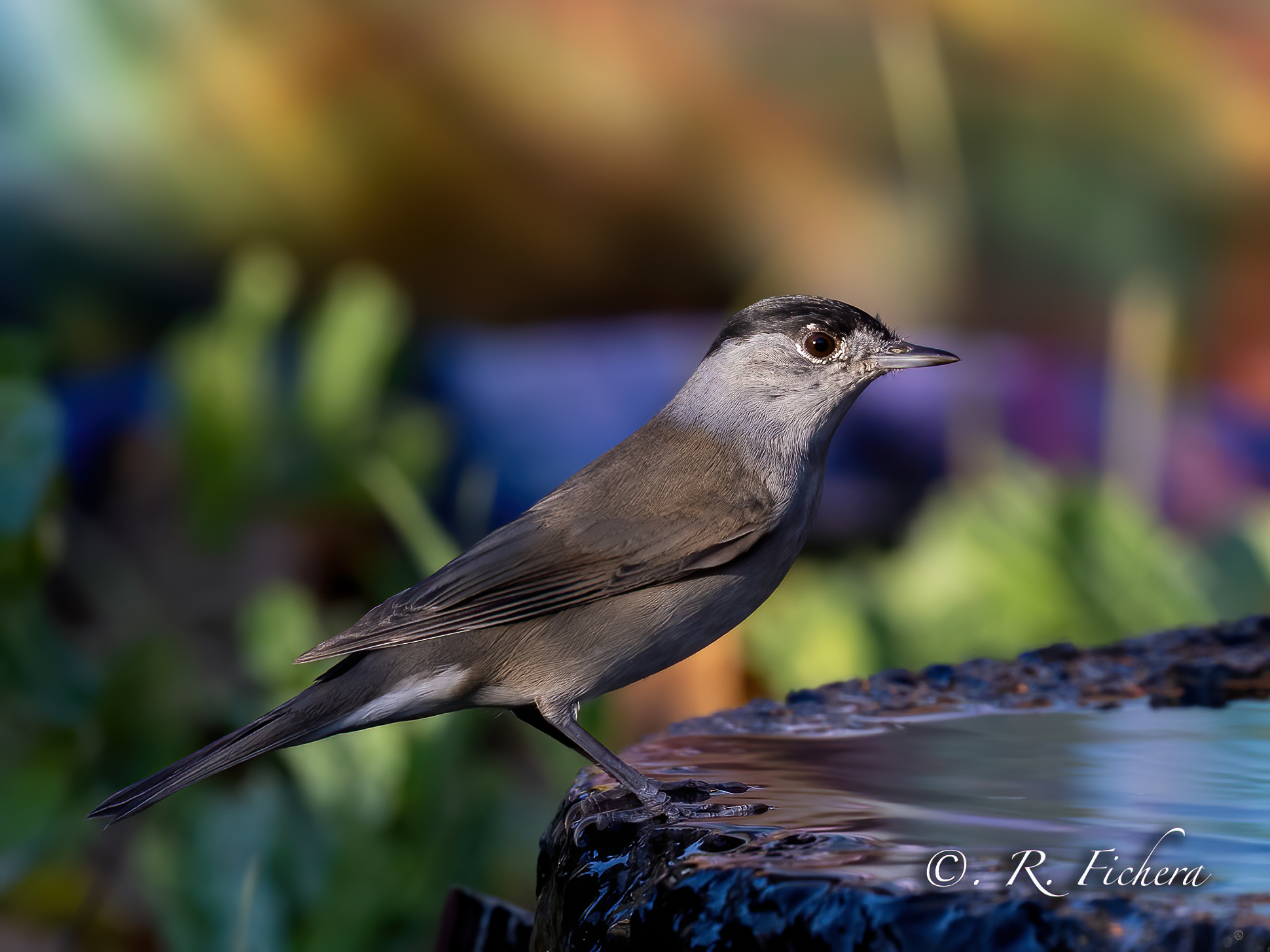 Capinera  -  Sylvia atricapilla