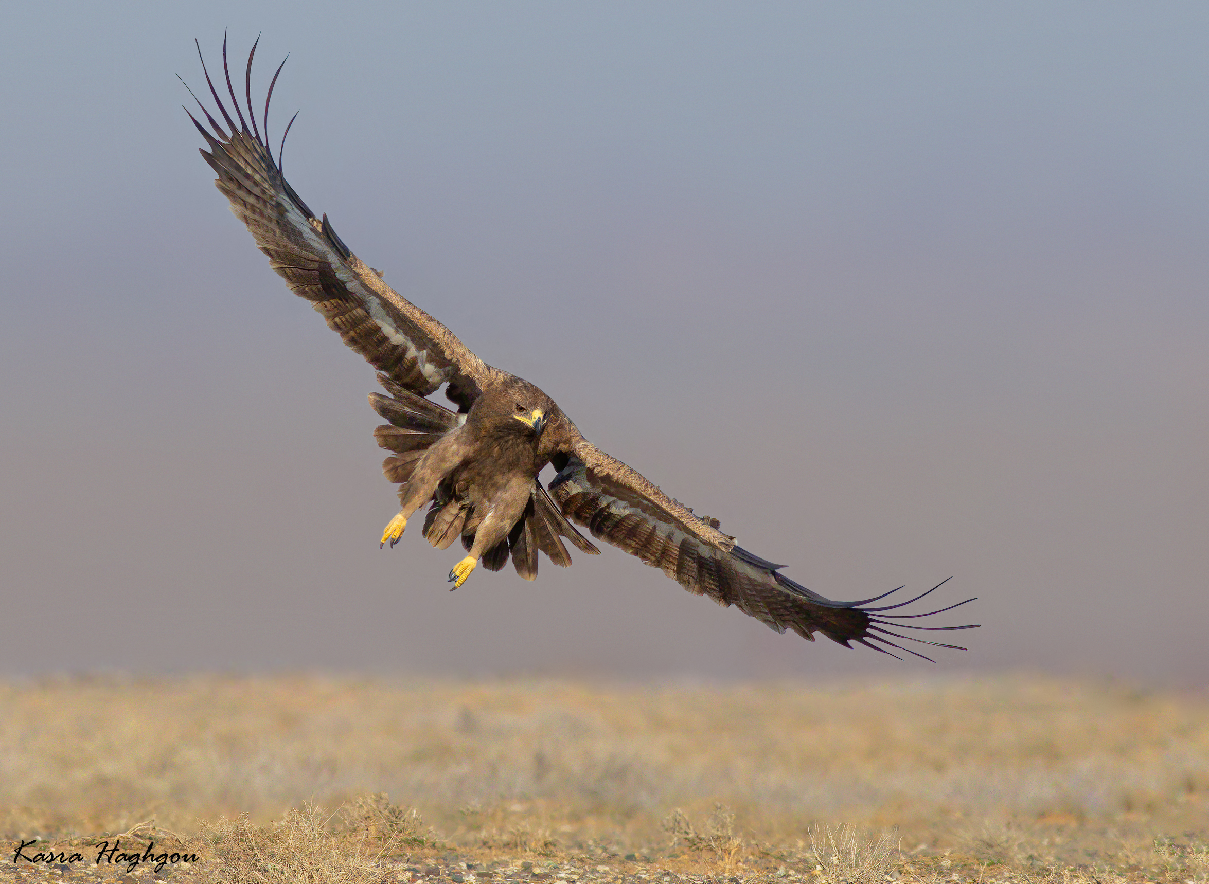 Steppe eagle
