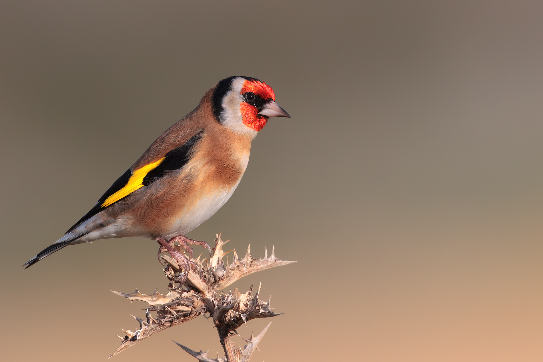 cardellino al tramonto