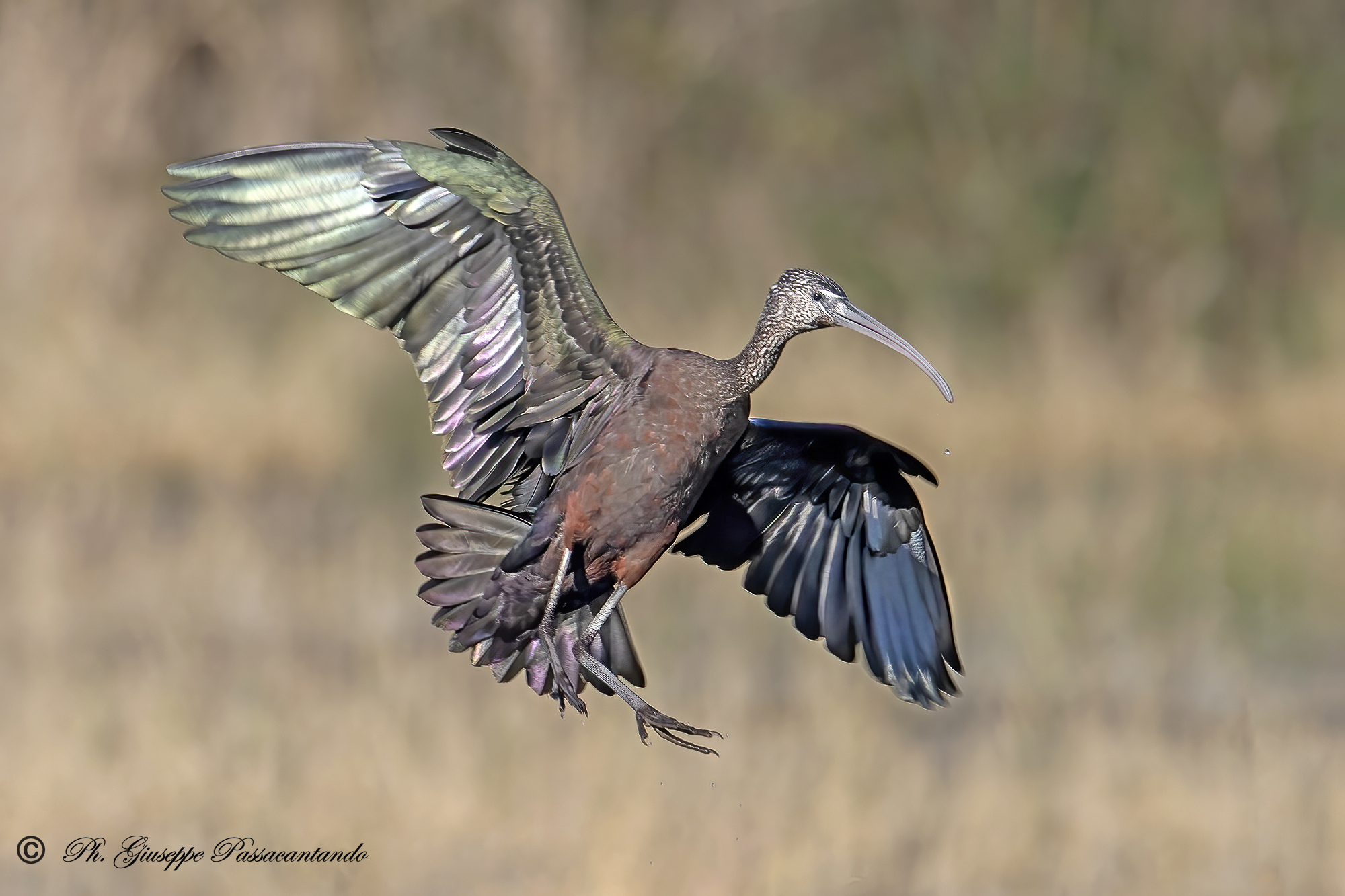 glossy ibis