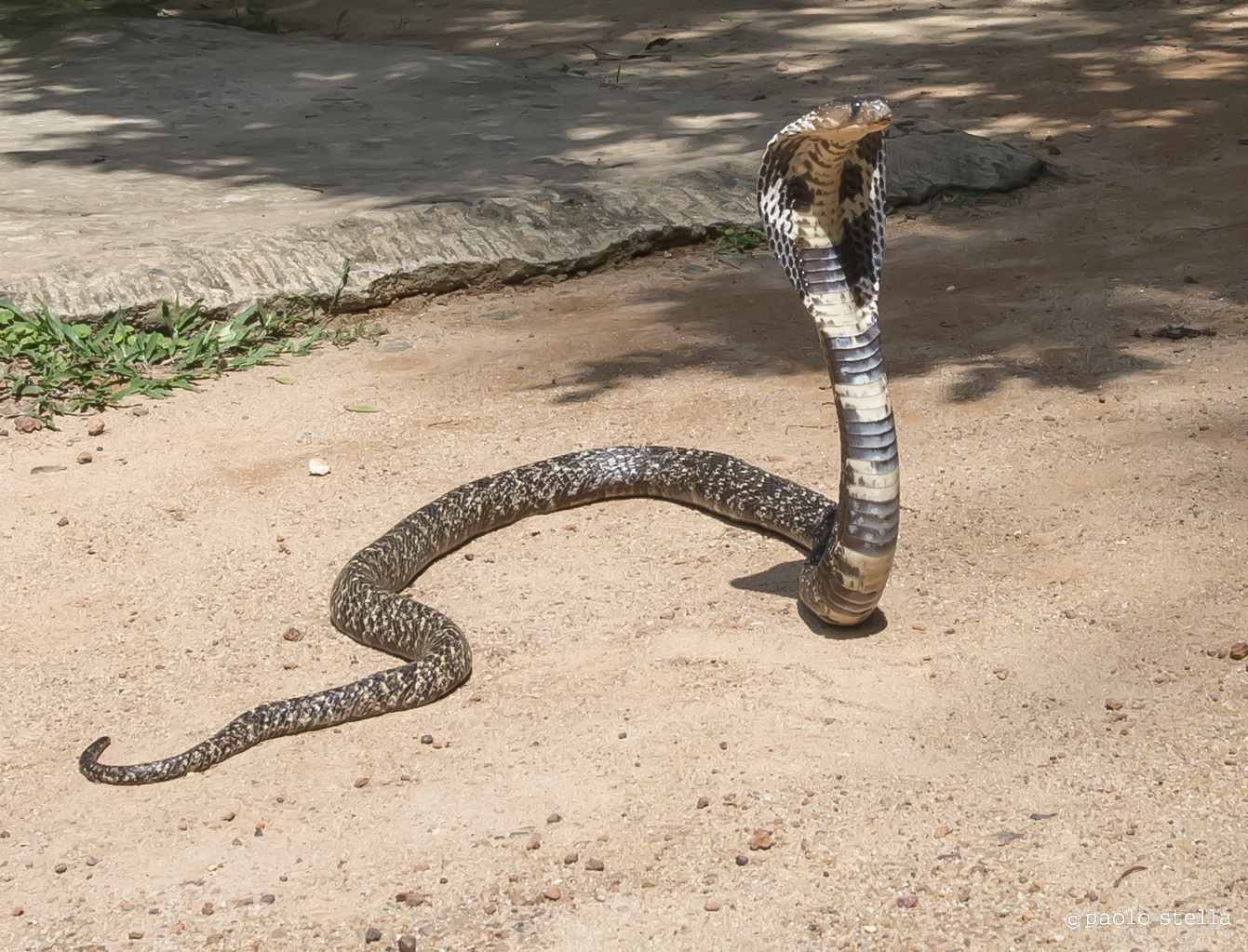 Naja Naja showing the hood