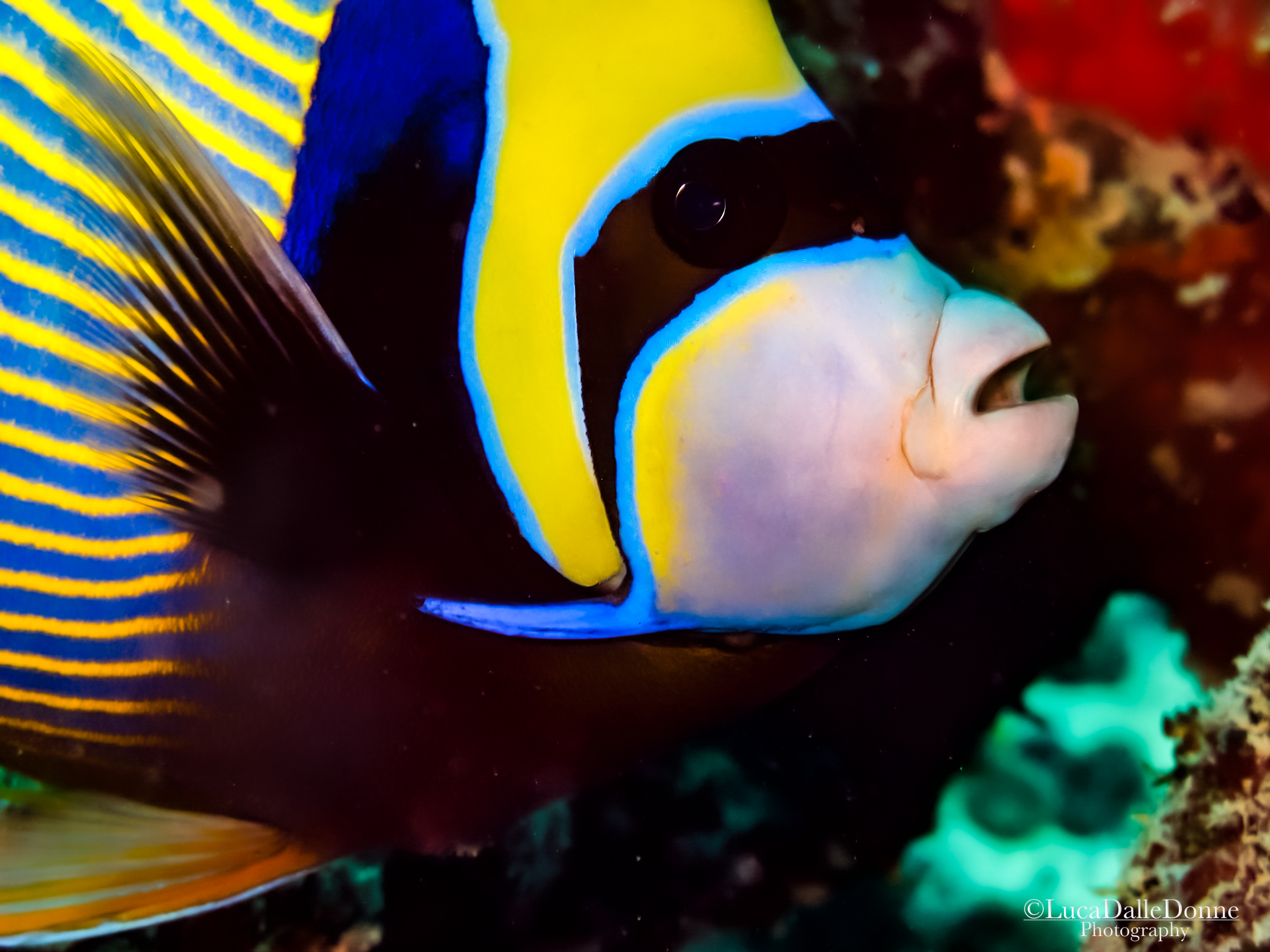 An Angel in the Seychelles