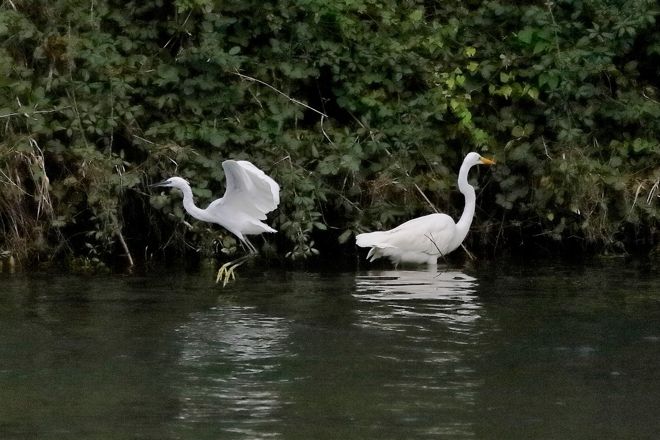 airone BM 12 novembre 2022