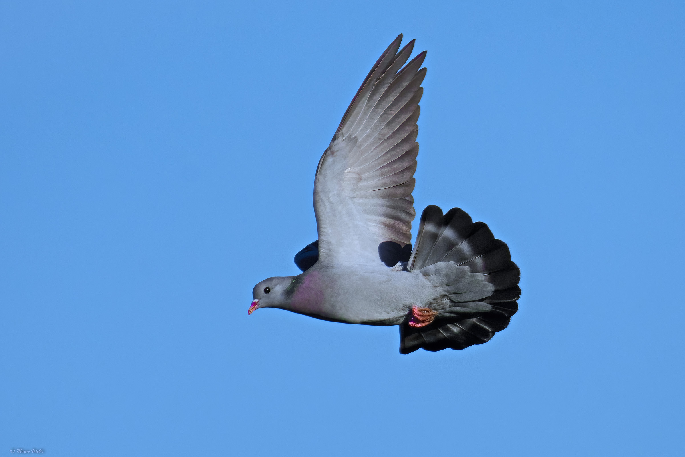Colombella (Columba oenas)