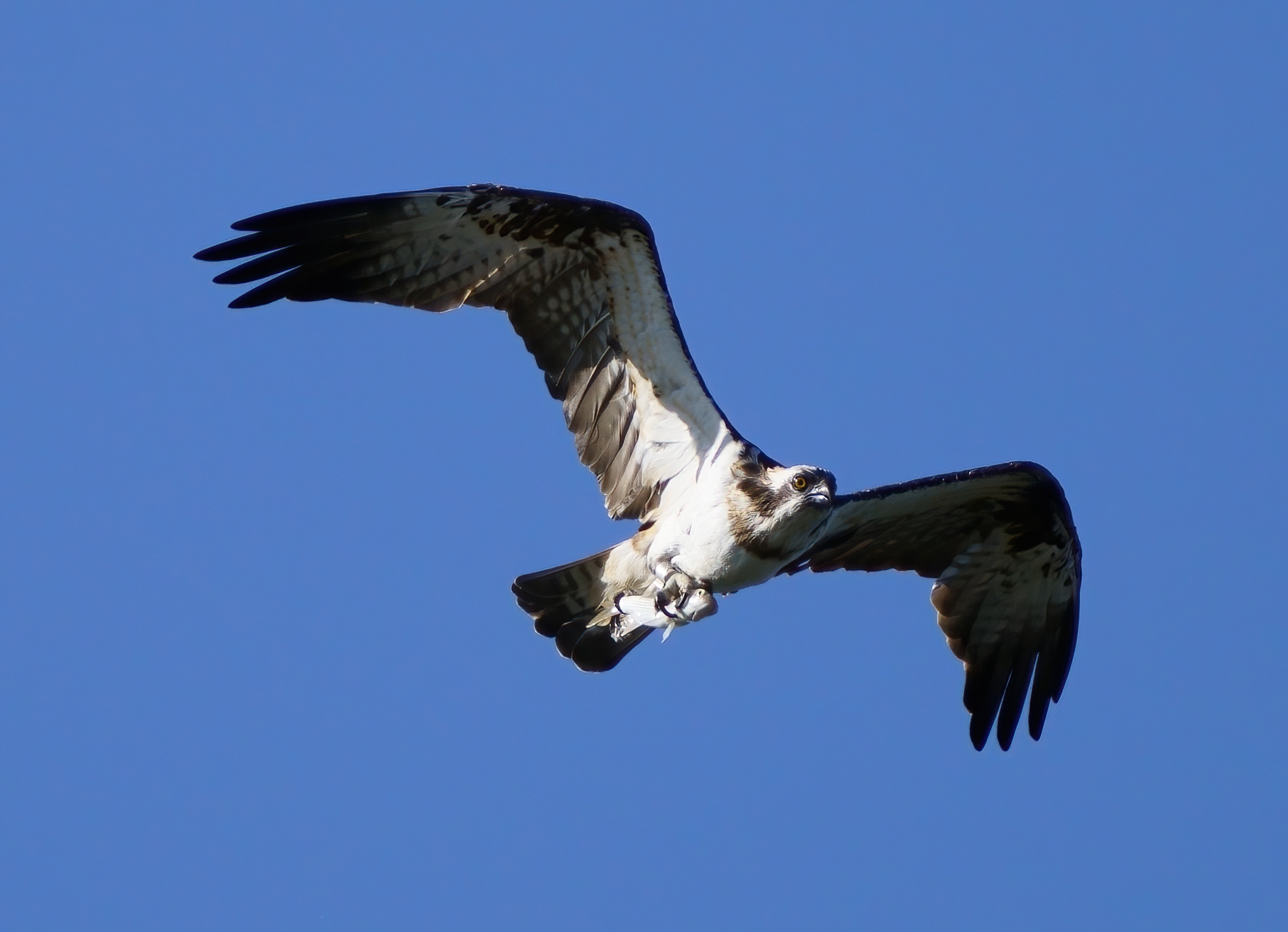 Osprey