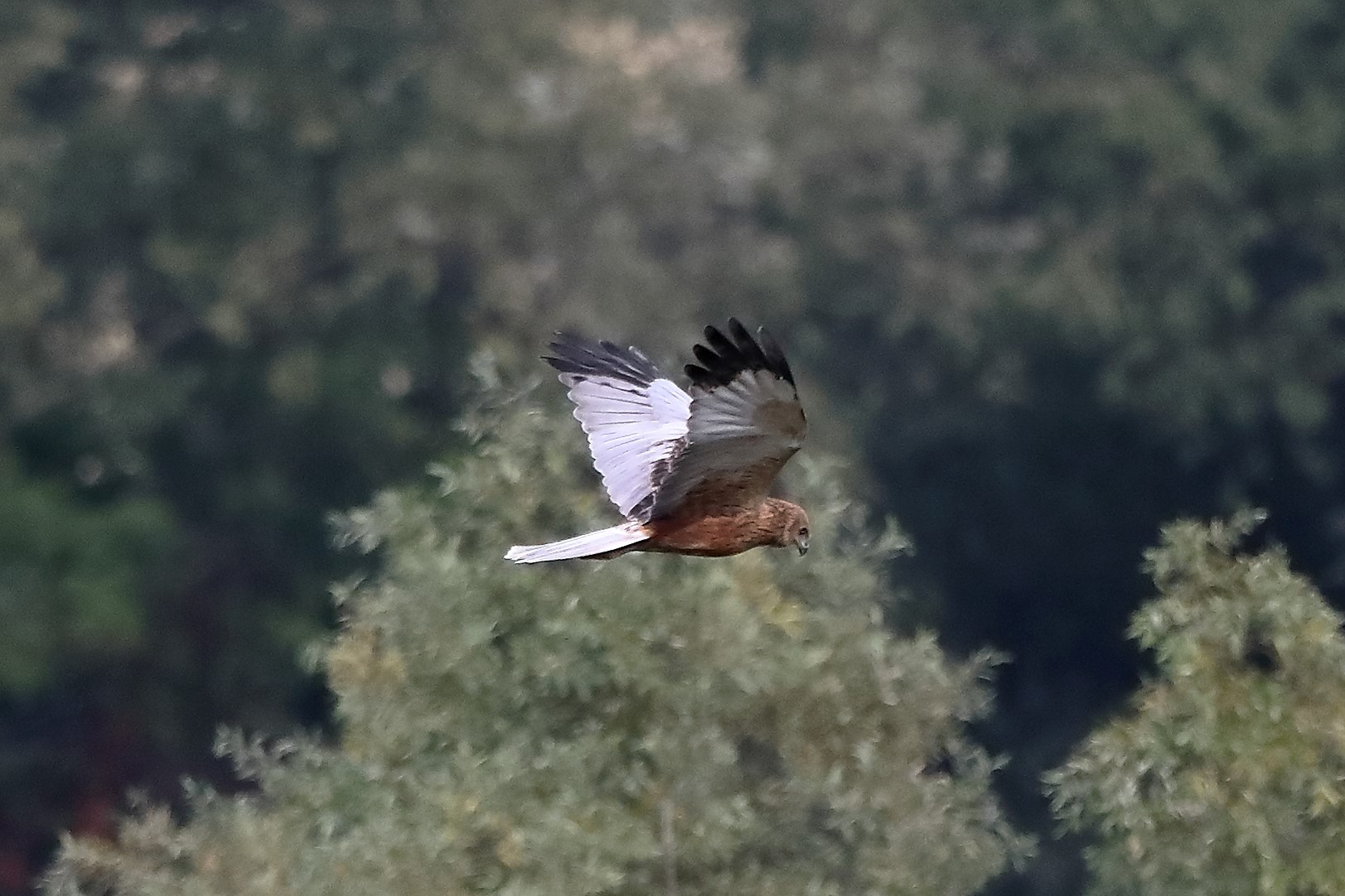 Falco di palude 12-10-2022