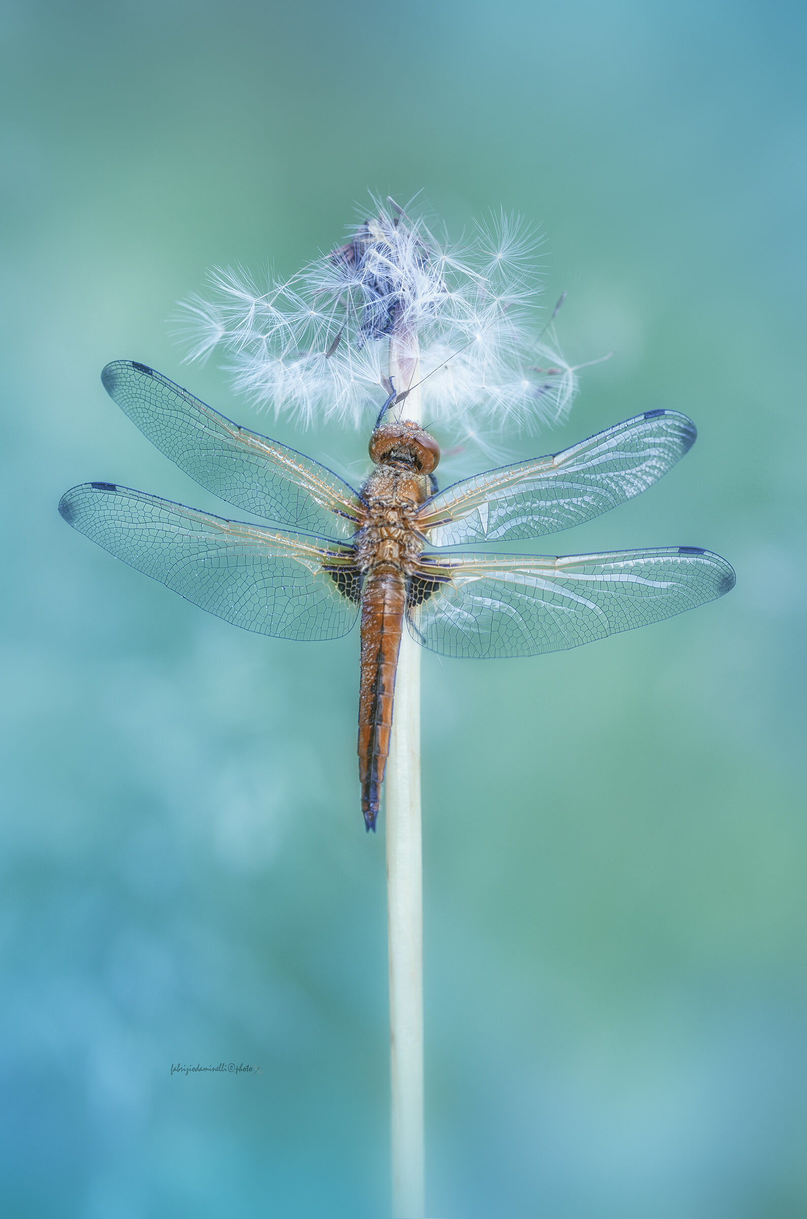 Fawny dragonfly