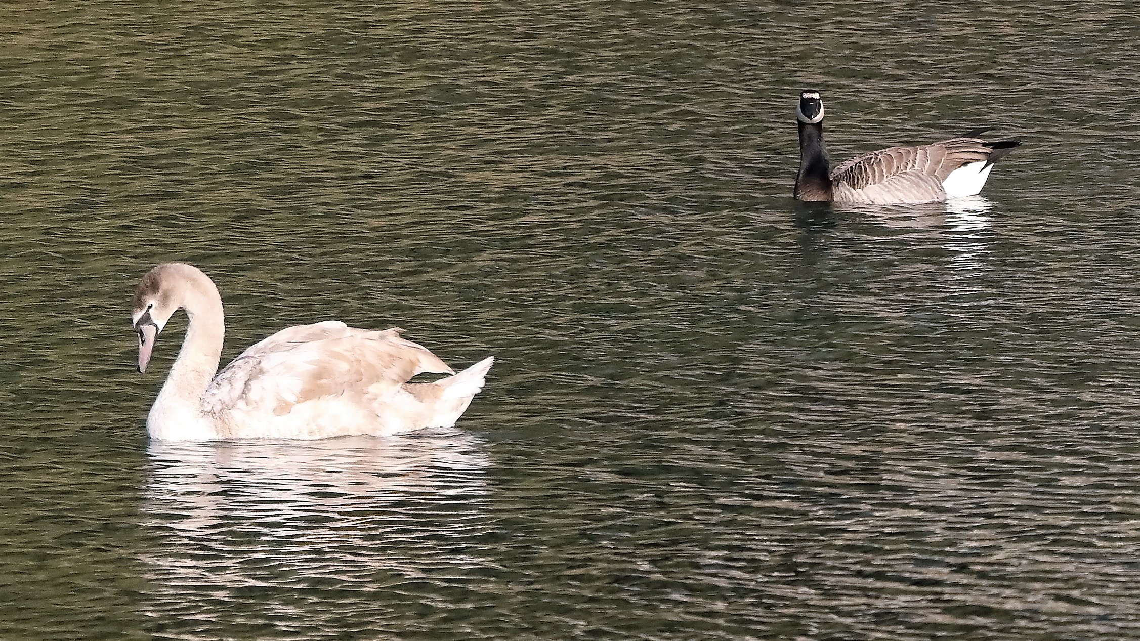 Oca + cigno 10-11-2022