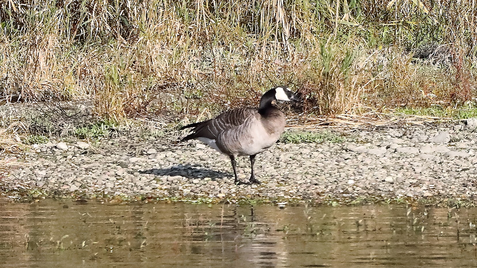 Oca ibrida 10-11-2022