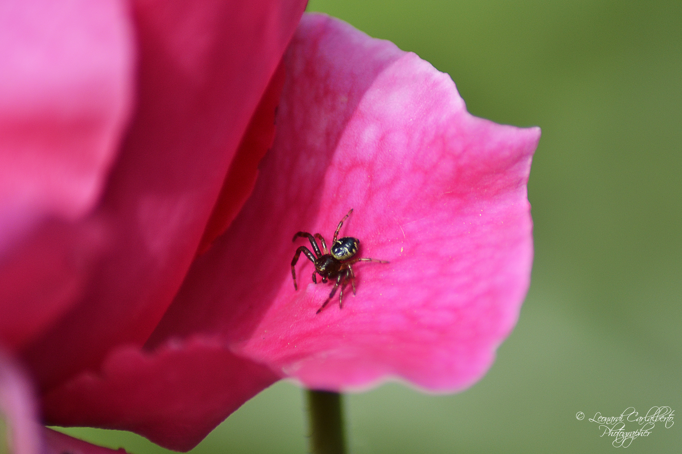 Mangalore on a rose petal